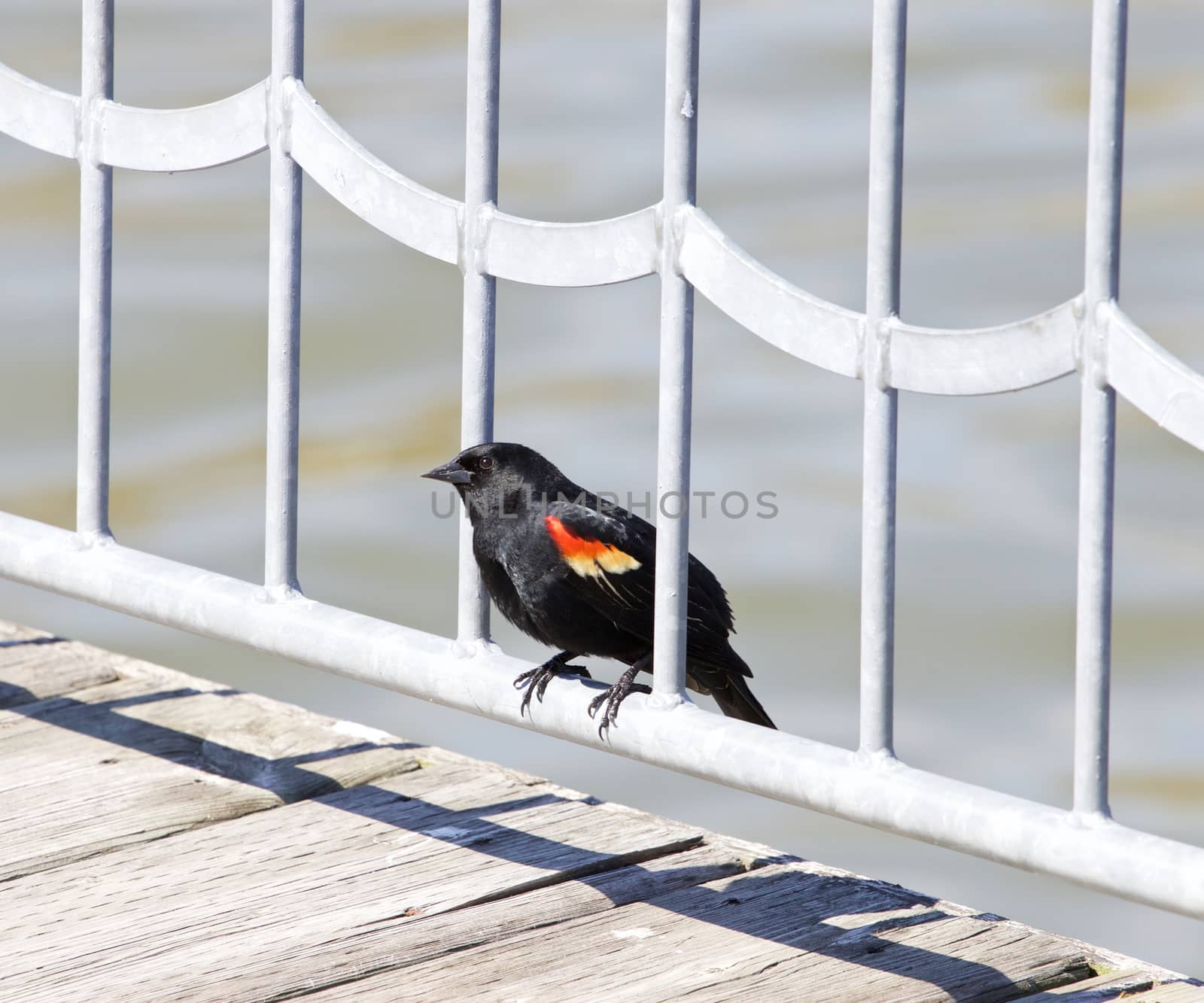 The red-winged blackbird