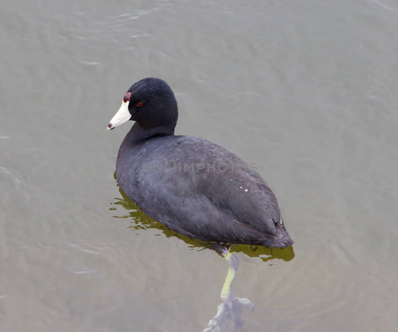 The American coot is swimming