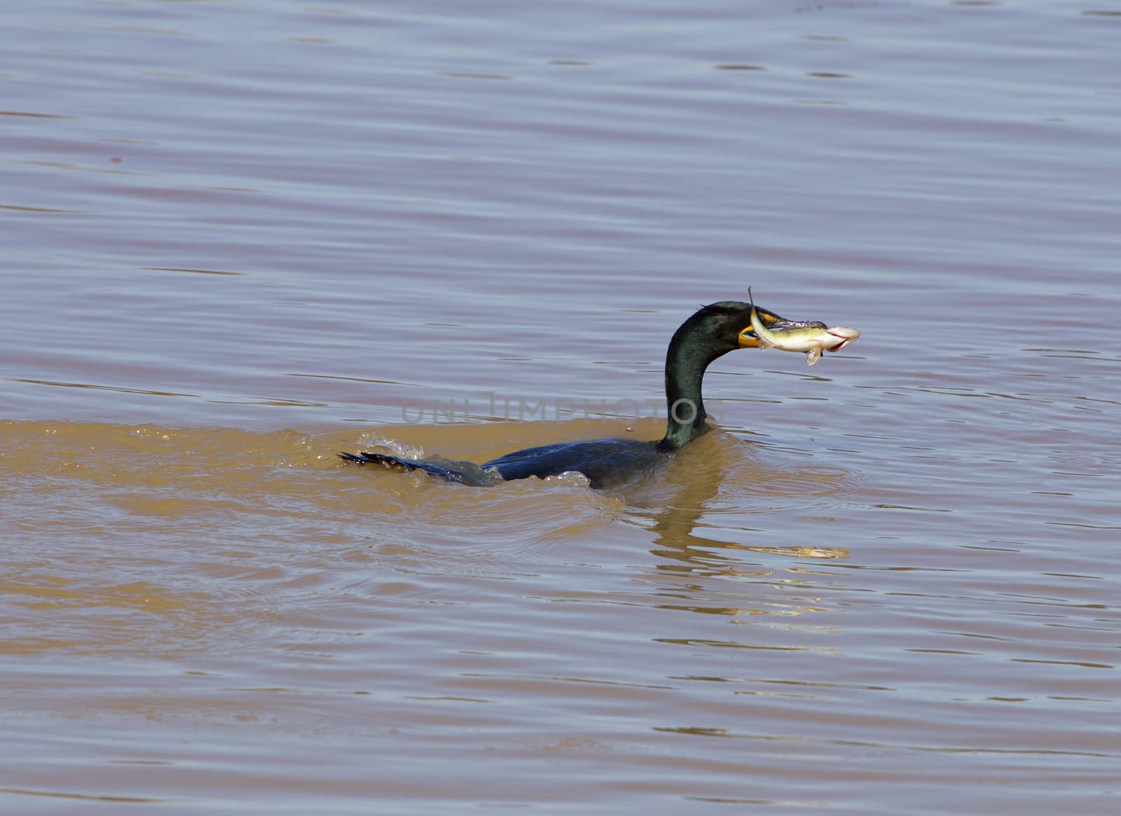 The lucky fishing of the cormorant