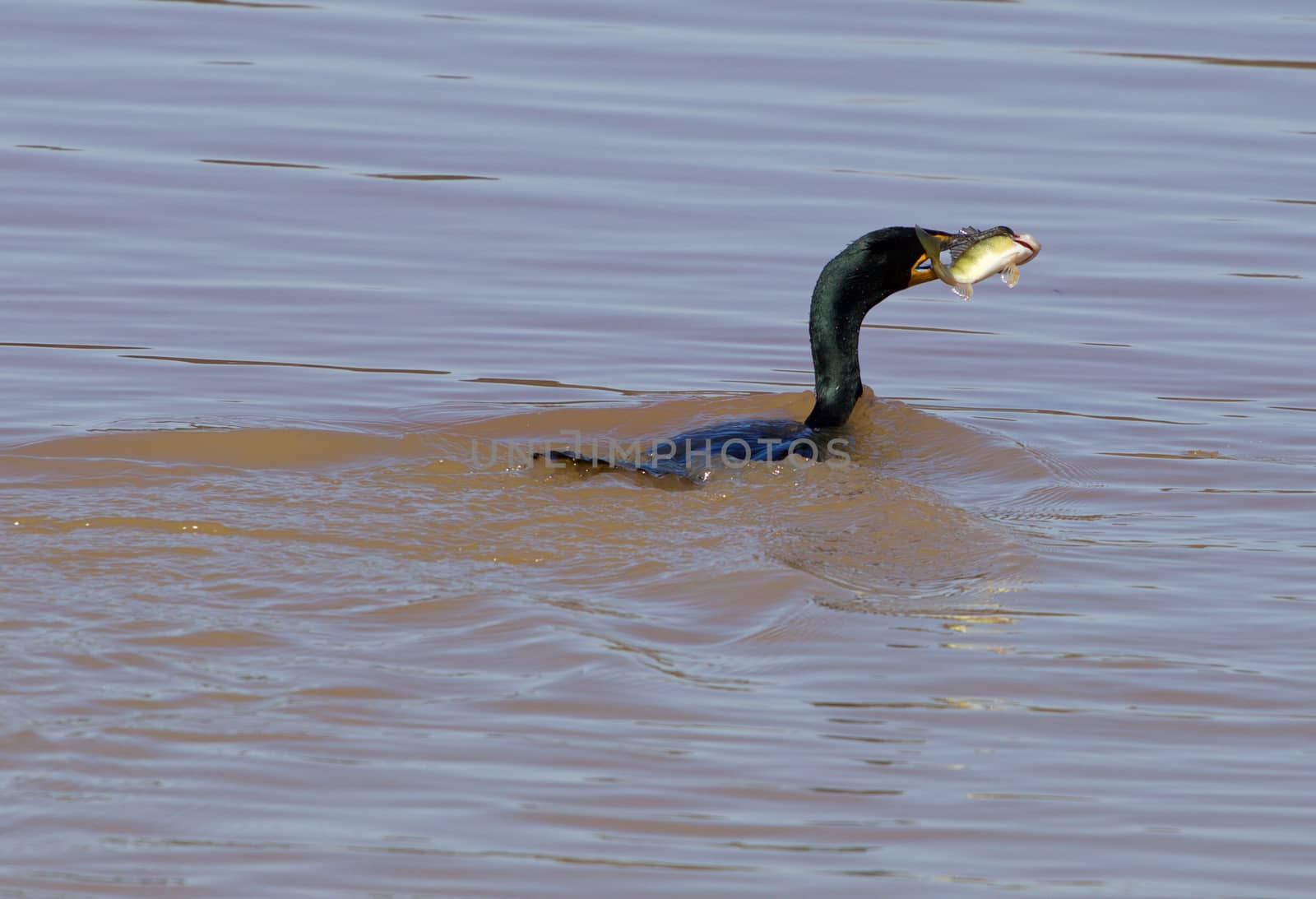 The cormorant and his big fish by teo
