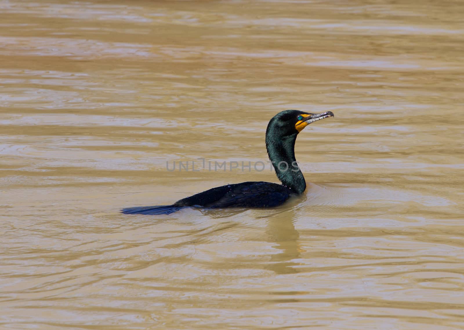 The cormorant