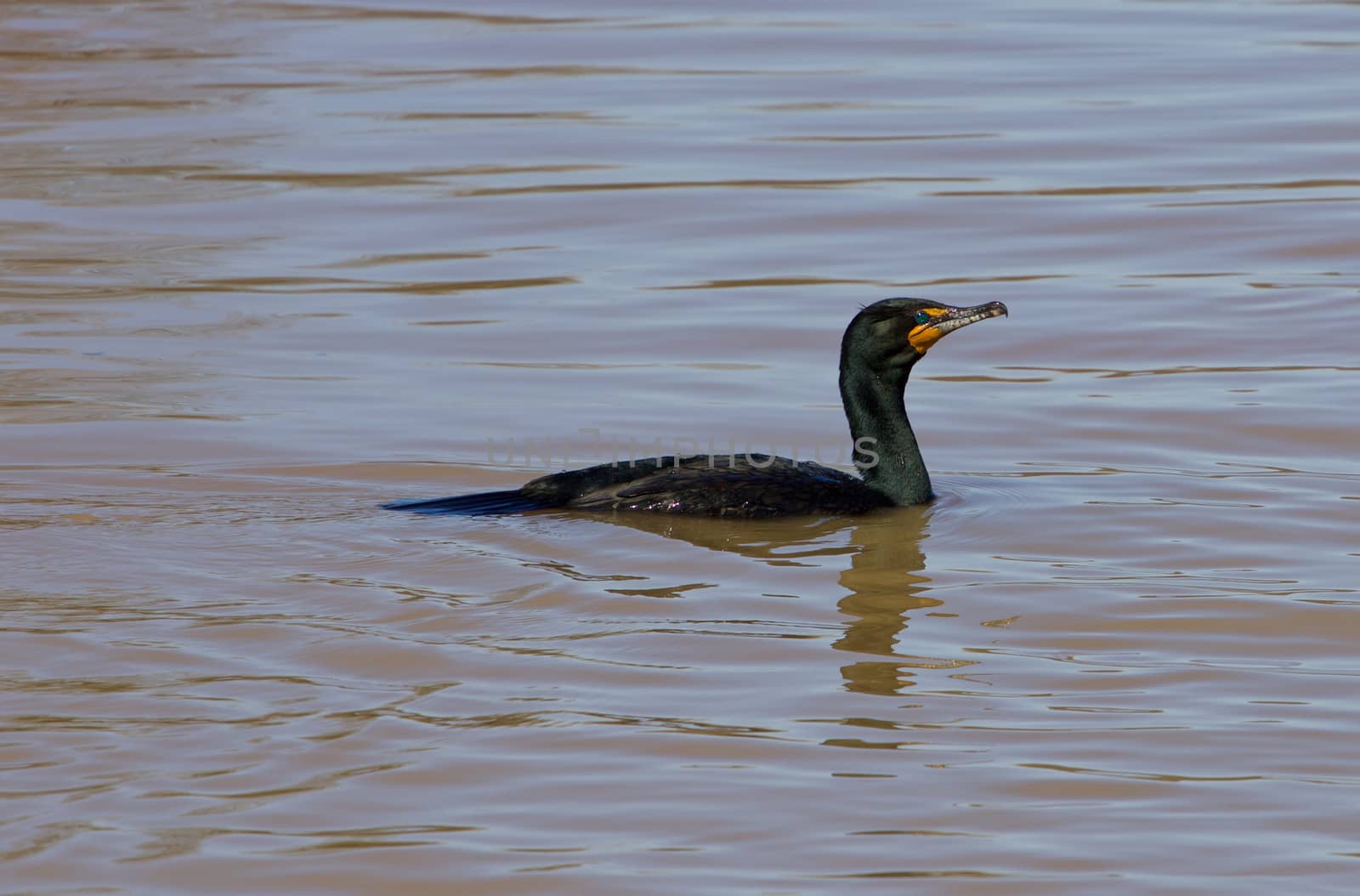 The cormorant  by teo