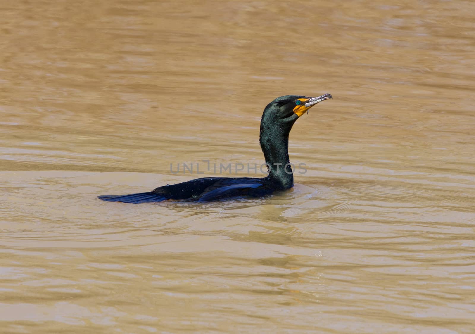 The green-eyed cormorant by teo