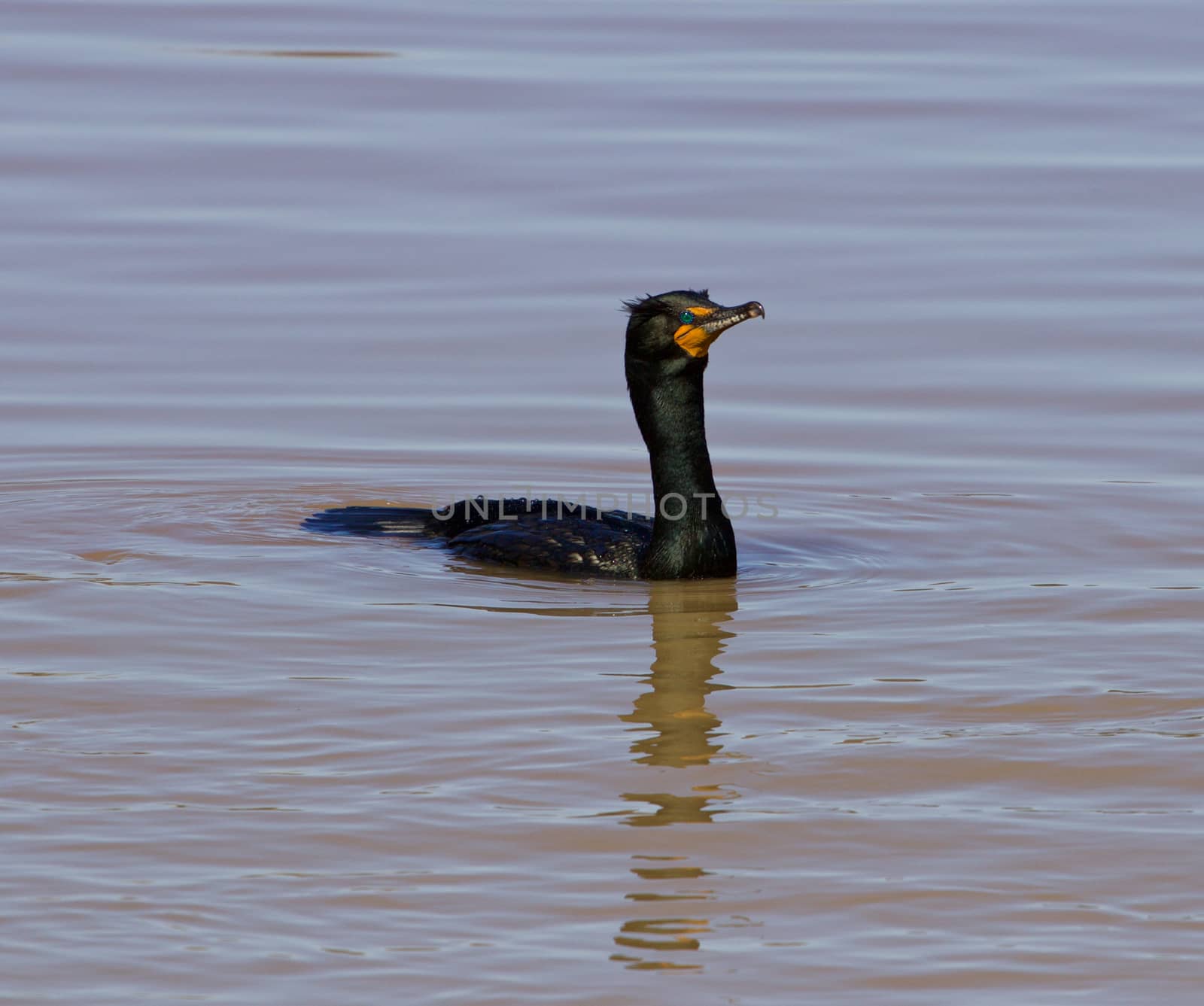 Solely cormorant is swimming somewhere