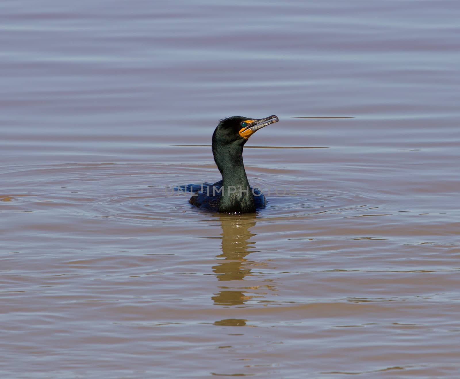 The cormorant is swimming