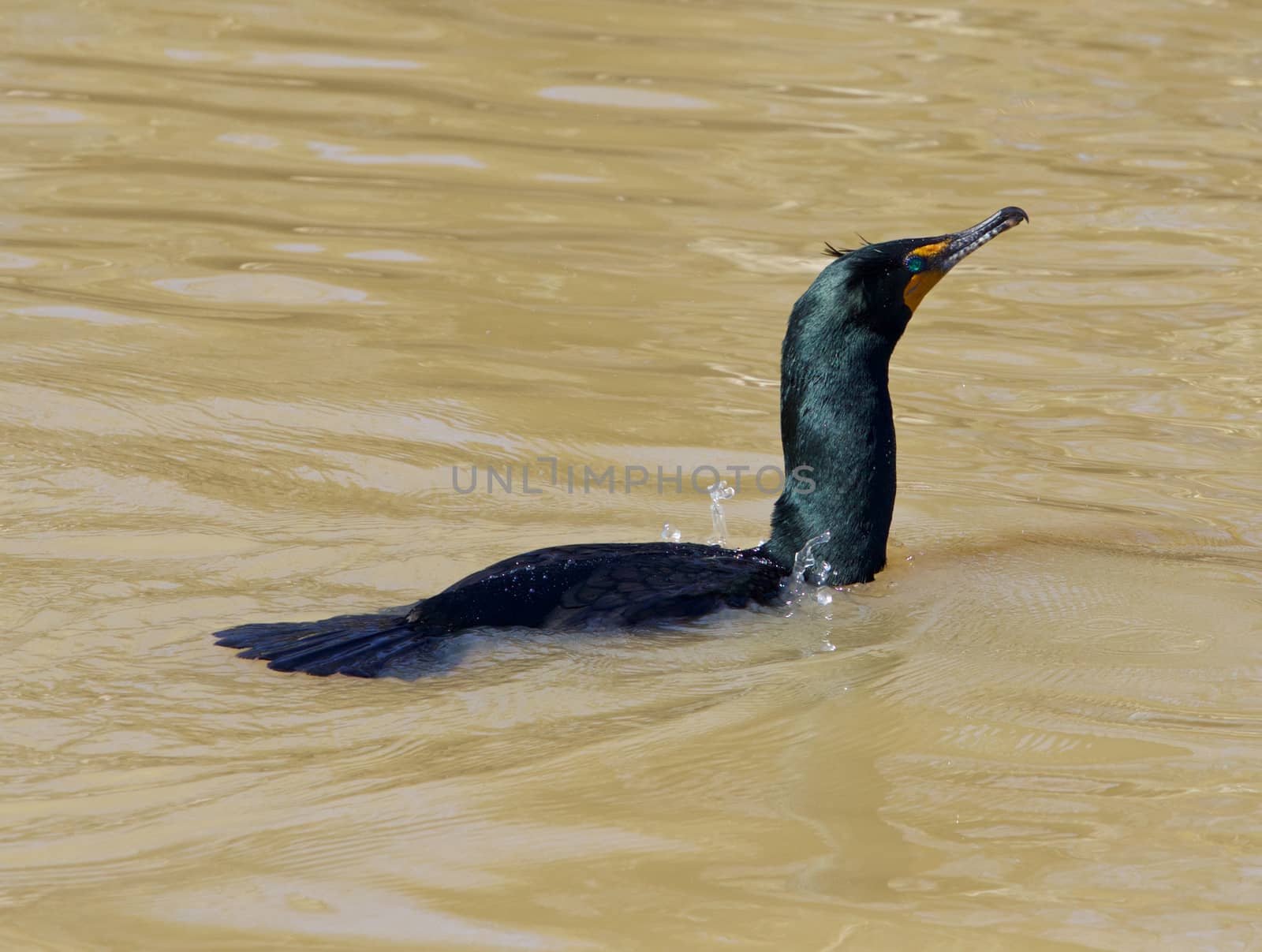 The cormorant has eaten its food