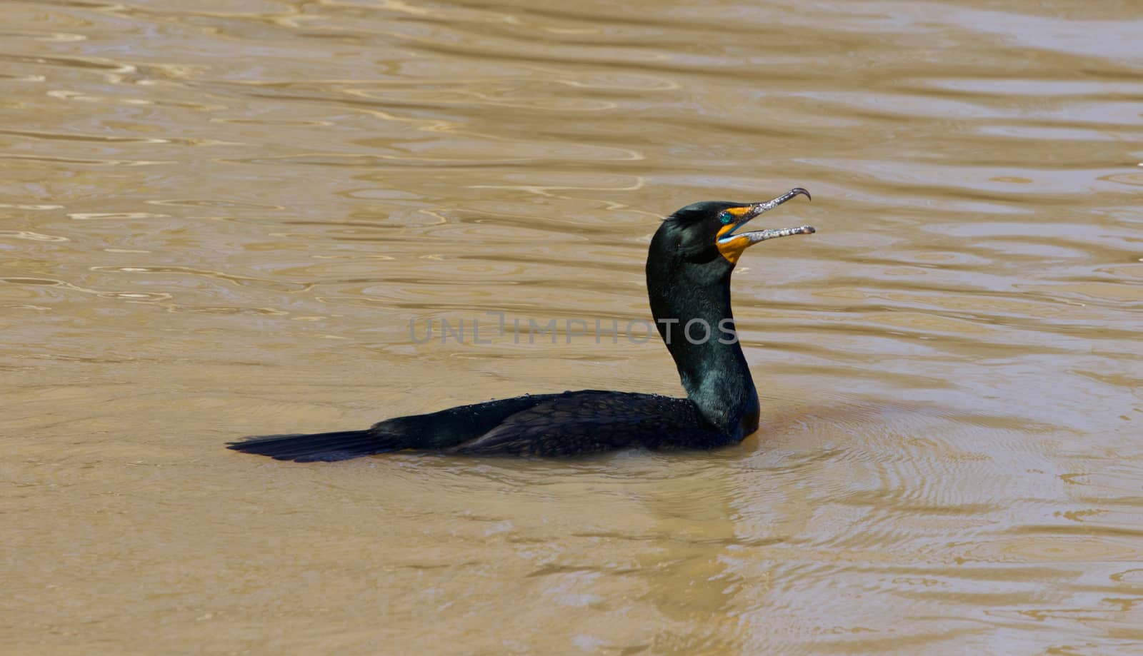 The amazement of the cormorant