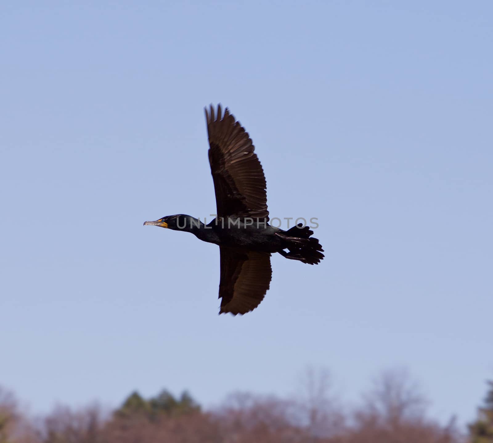 The cormorant is flying by teo