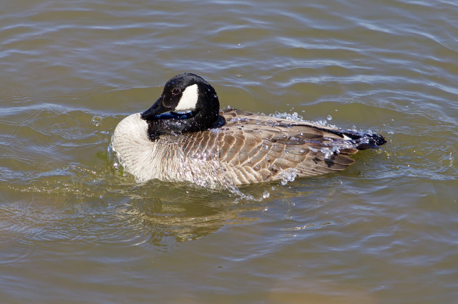 The goose is washing in the lake by teo