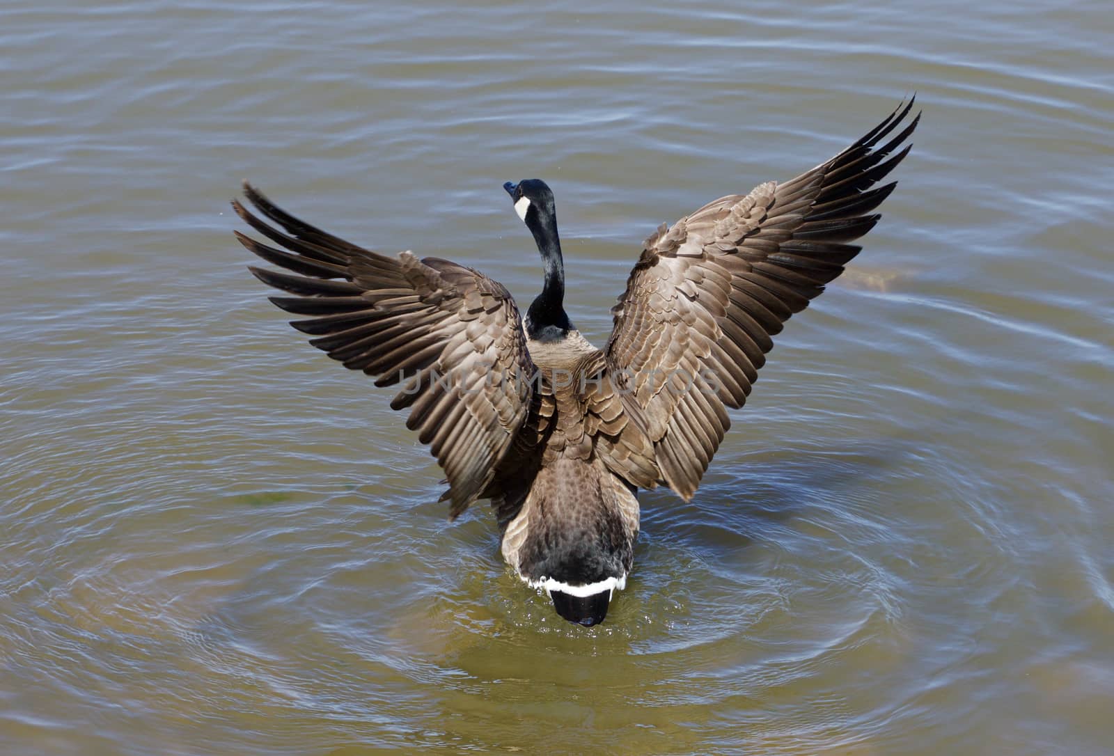 The wings of a goose by teo