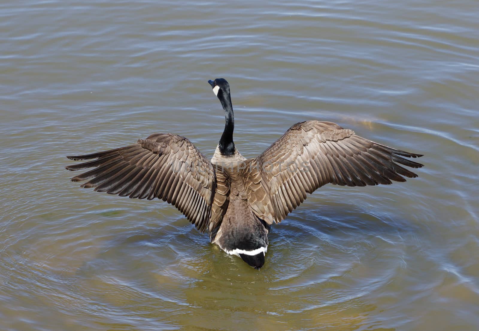 The cakling goose spreads his wings