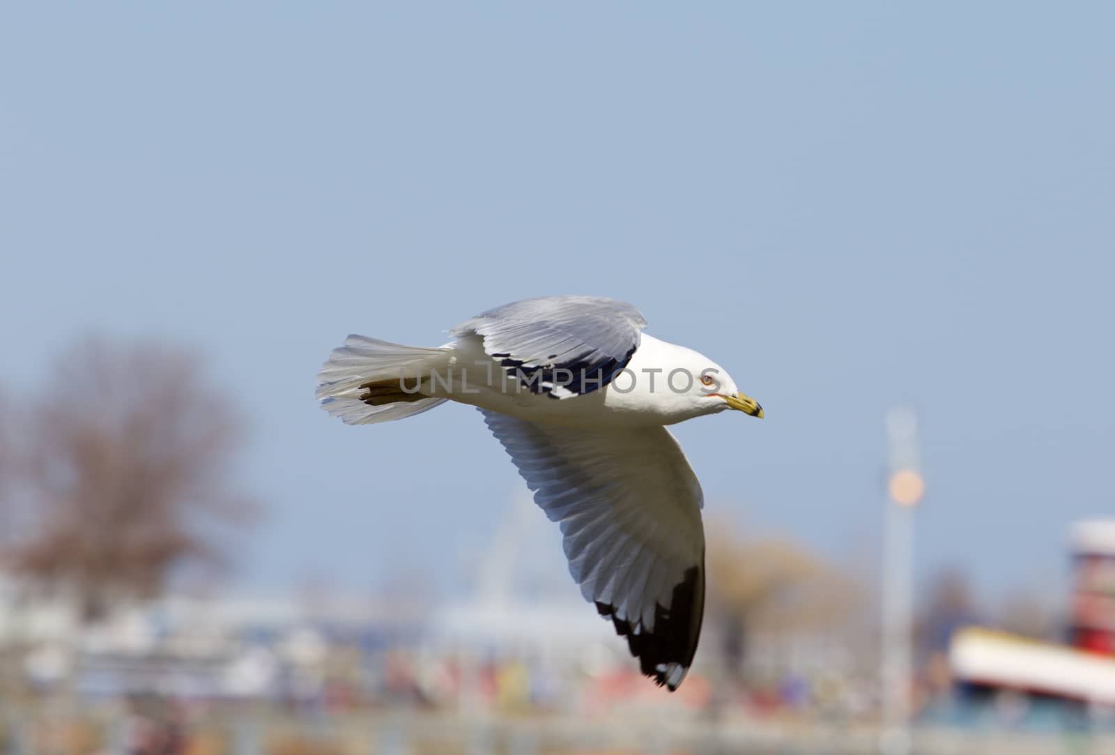 The gull is flying by teo