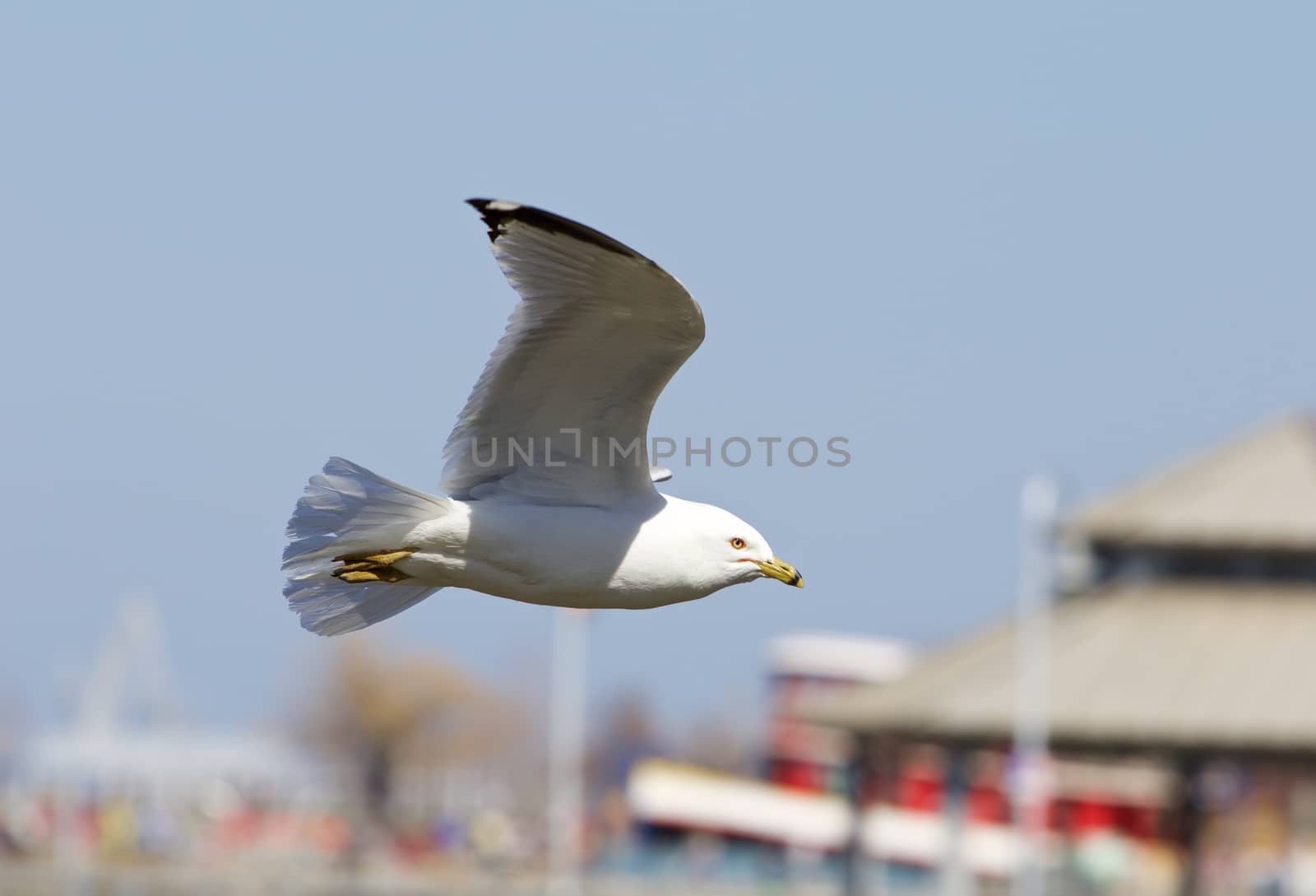 The confident gull is flying by teo