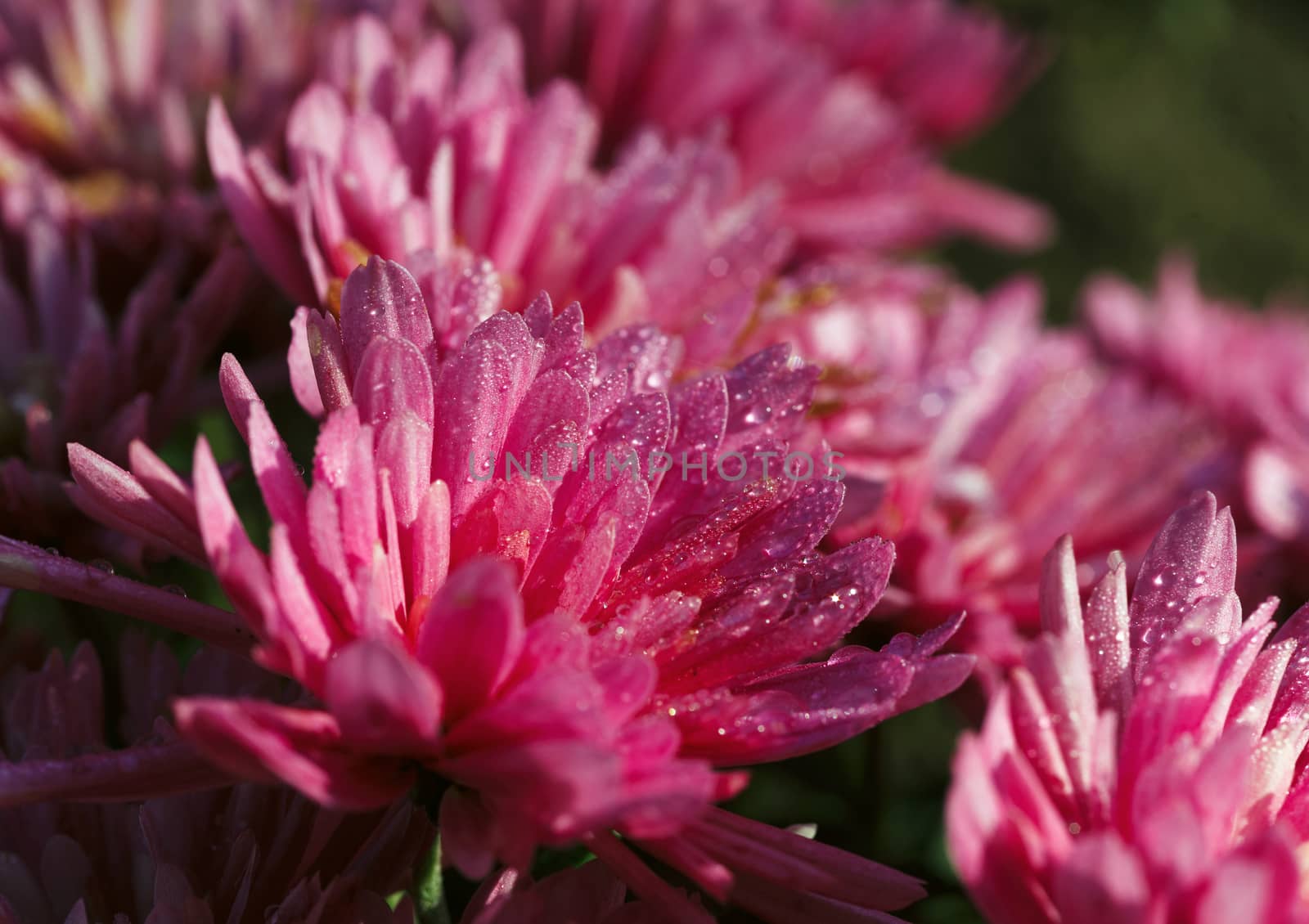Pink chrysanthemum flowers with dew drops