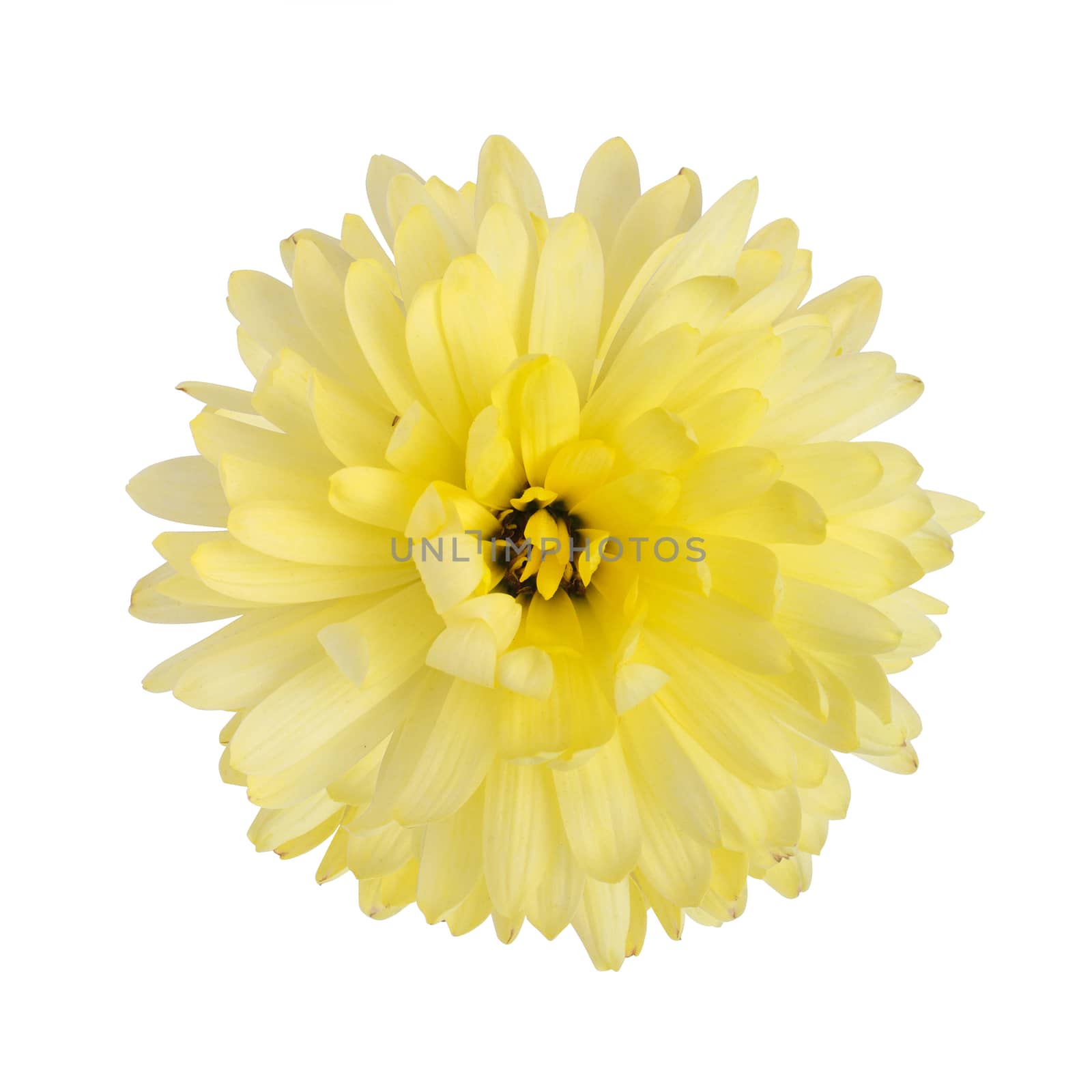 Yellow chrysanthemum flower isolated on white background