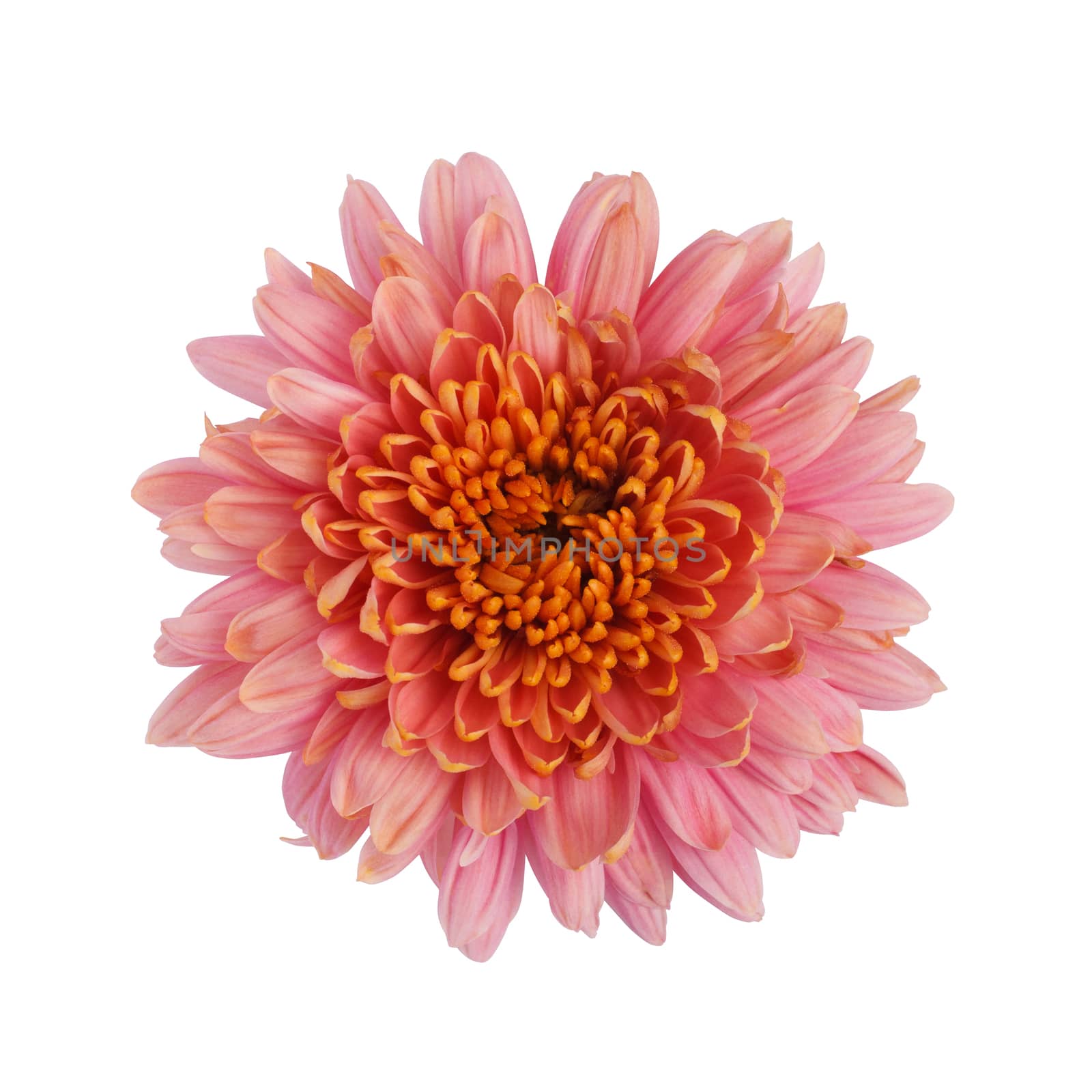 Chrysanthemum flower by serkucher