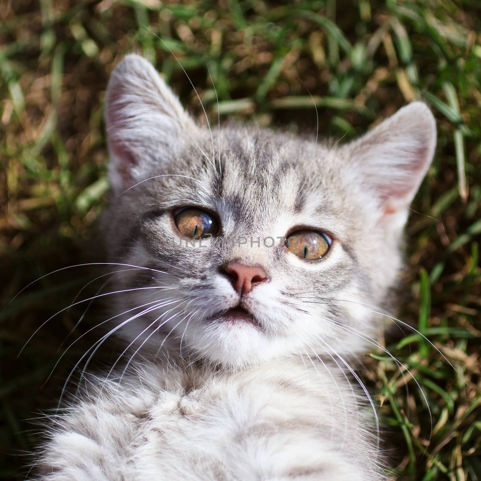 beautiful gray cat lying on grass