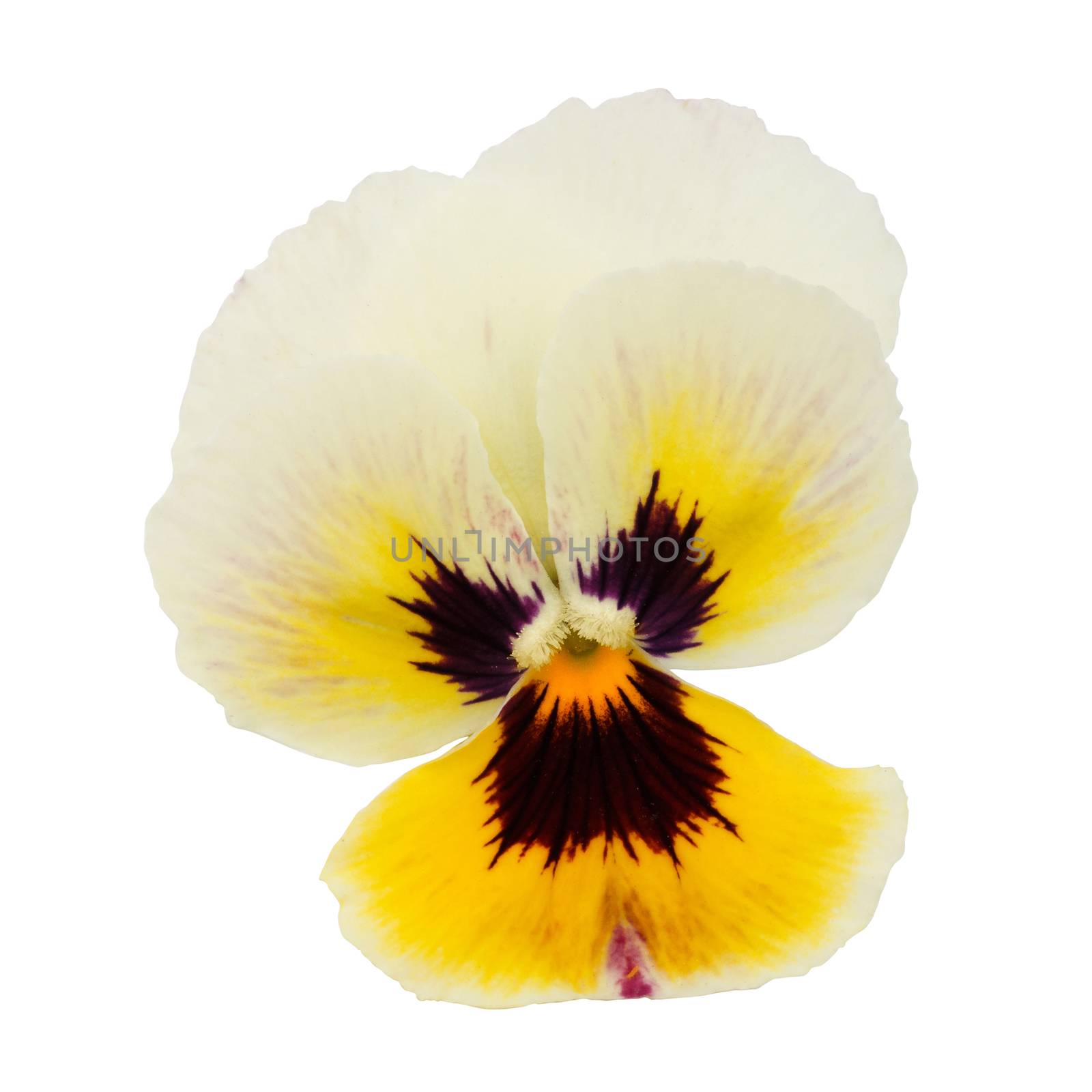 Yellow pansy isolated on a white background with clipping path