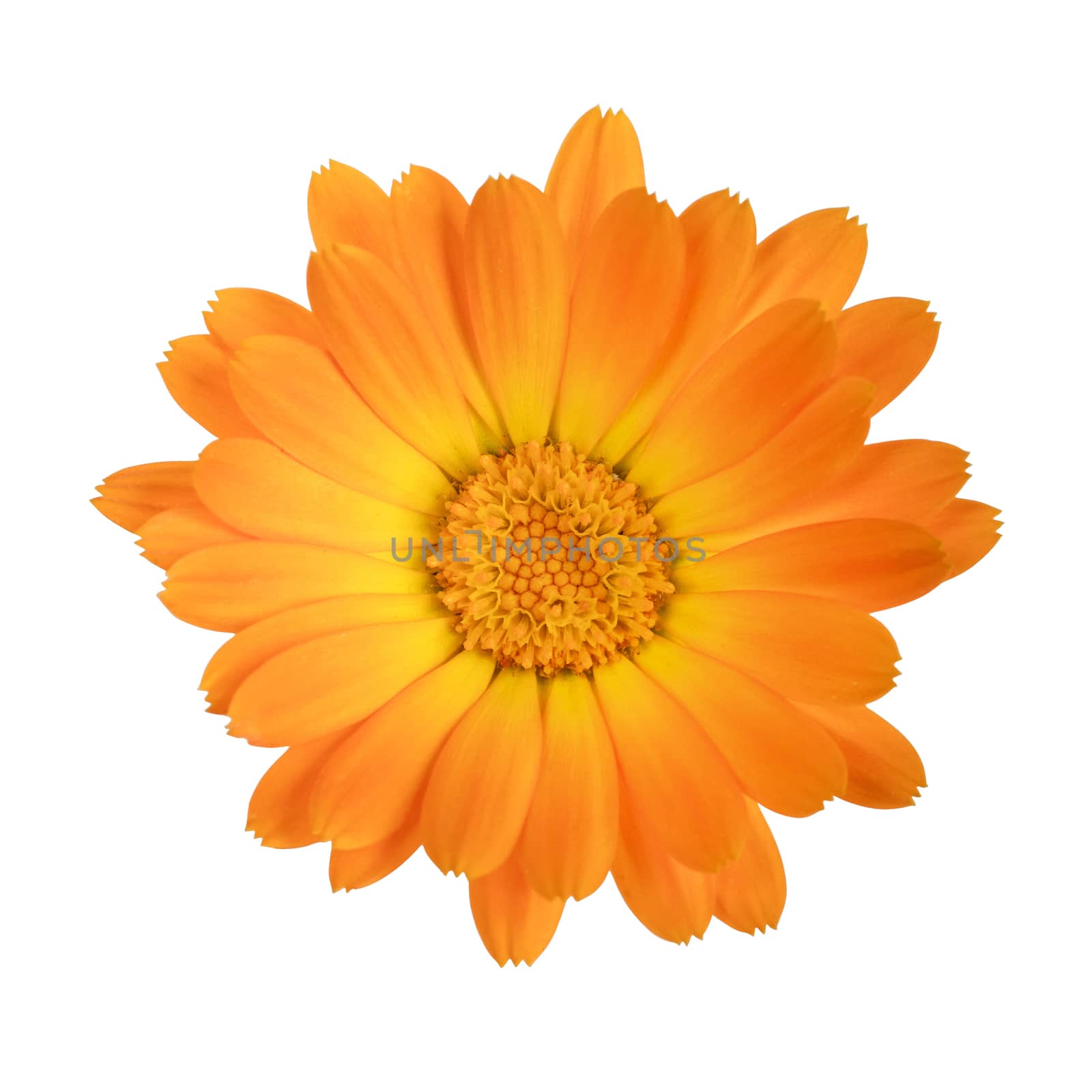 flower of calendula isolated on a white background with clipping path