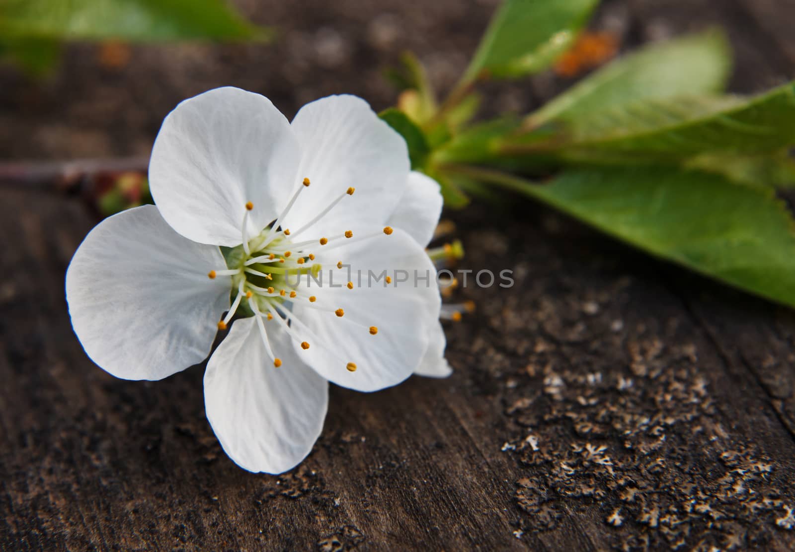 cherry blossom on old wooden board