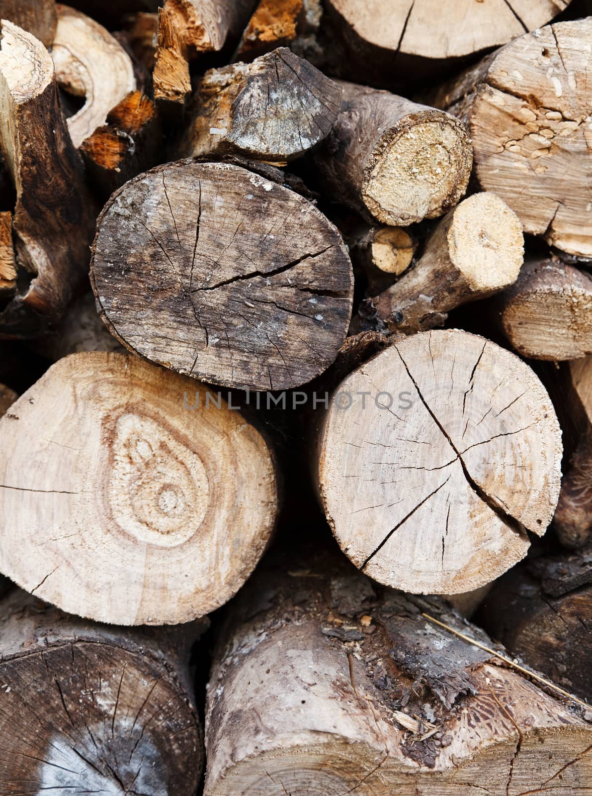 Wooden texture of a tree trunk