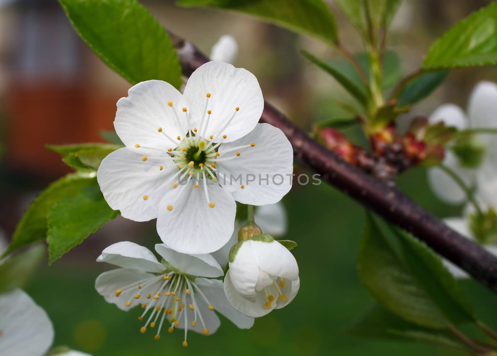 Cherry Blossmom in spring time