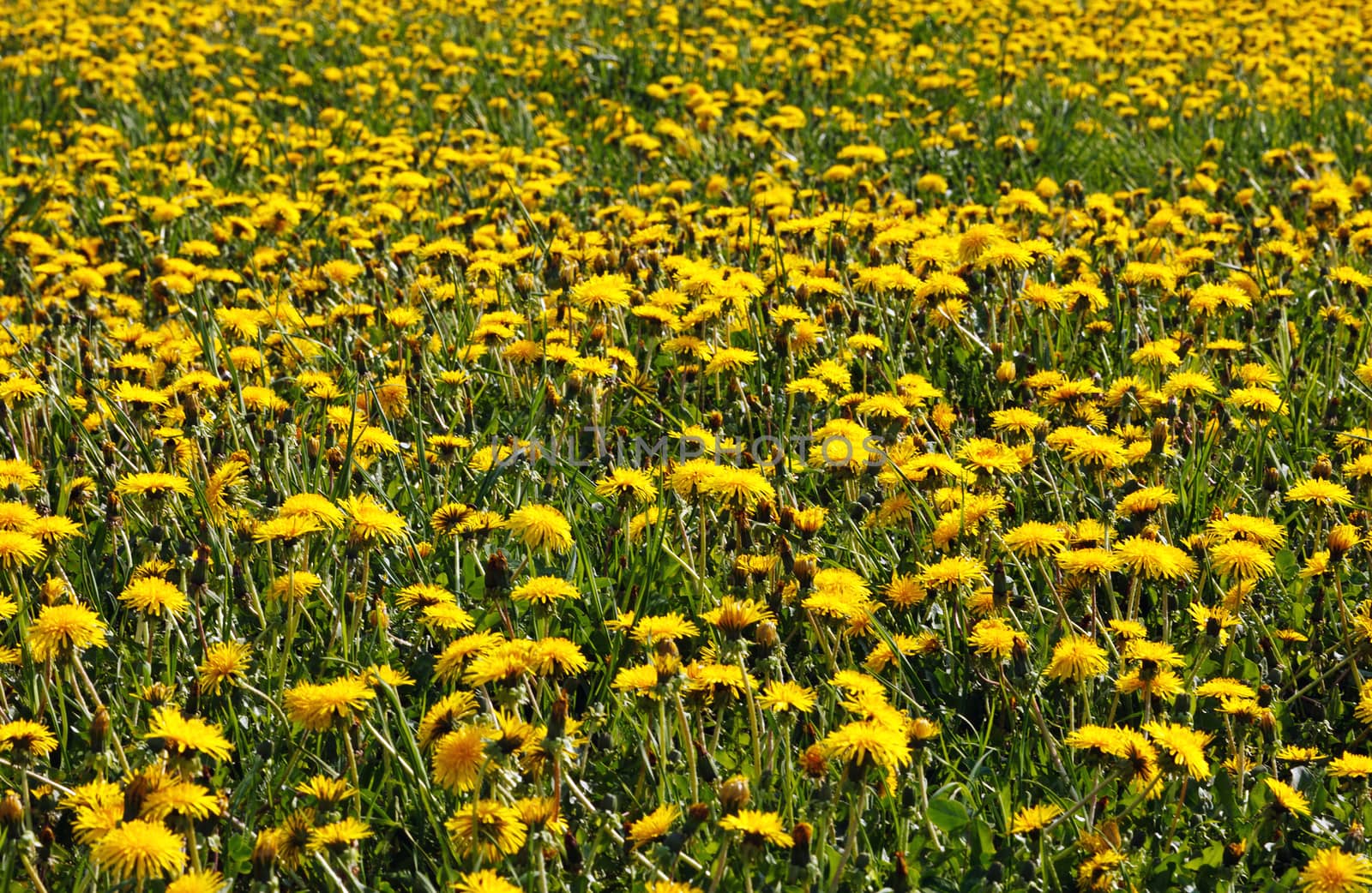 beautiful yellow dandelion field