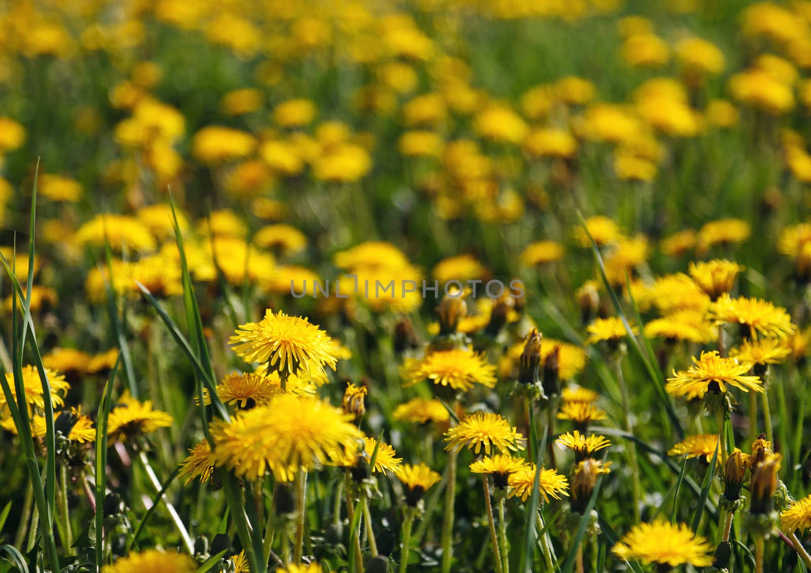 beautiful yellow dandelion field