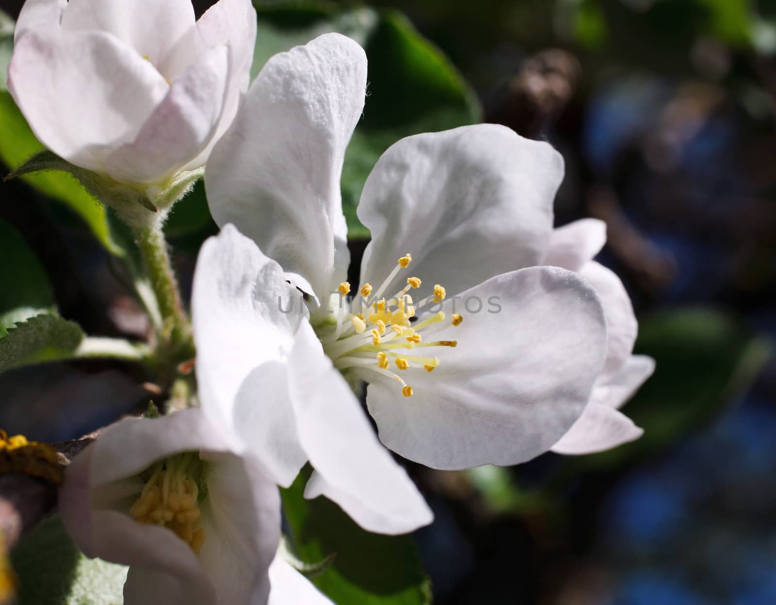 spring apple blossom