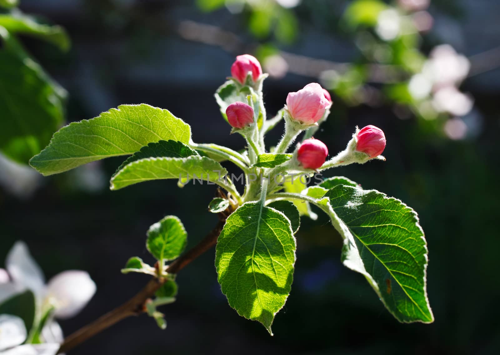 Apple blossoms in stages of blooming 