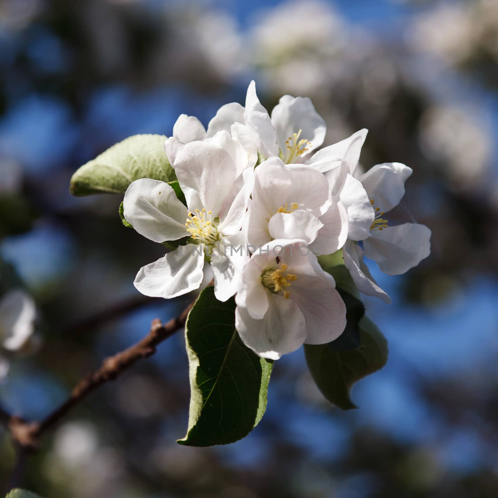 Blossoming tree with white flowers 