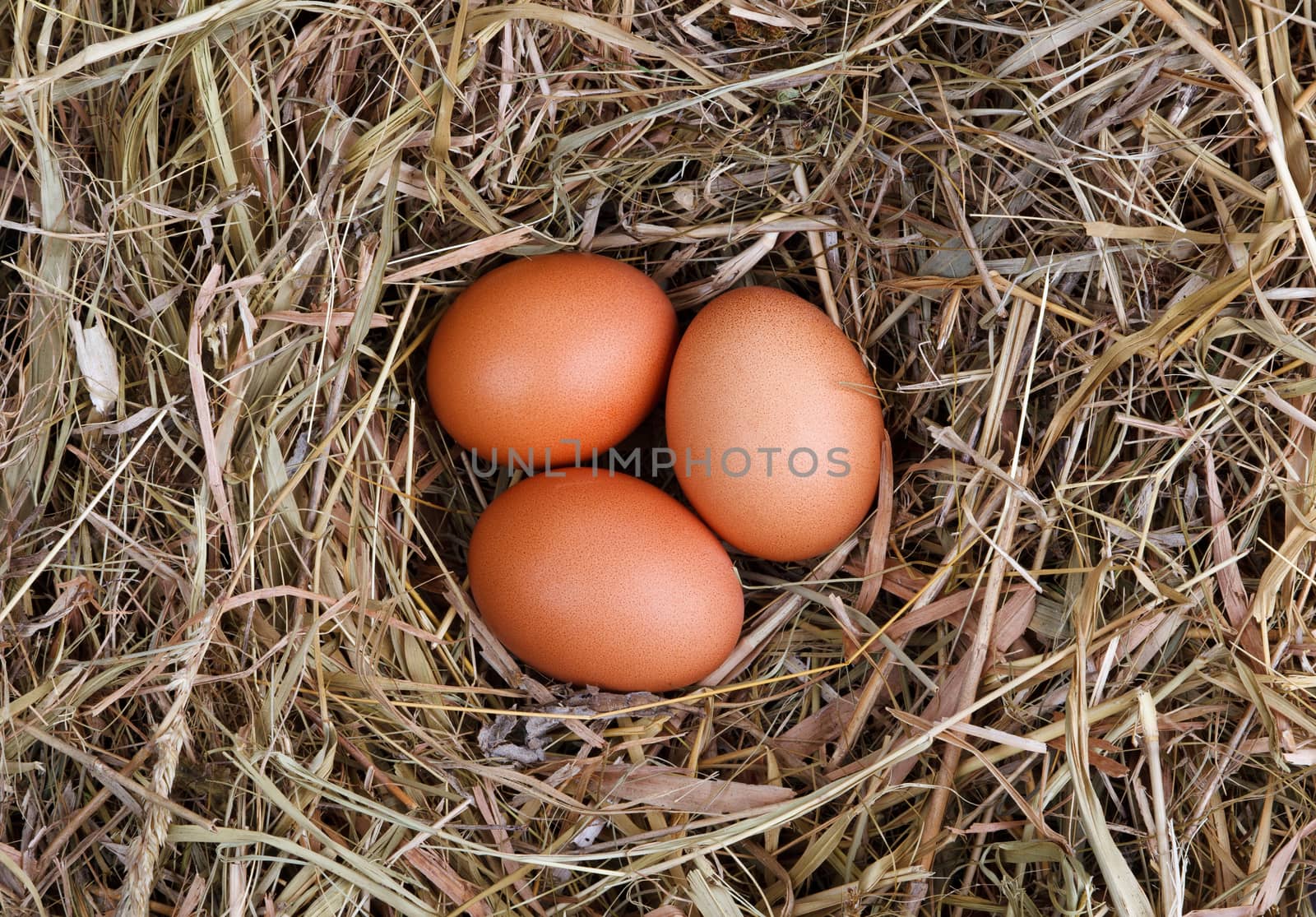 nest eggs at home background