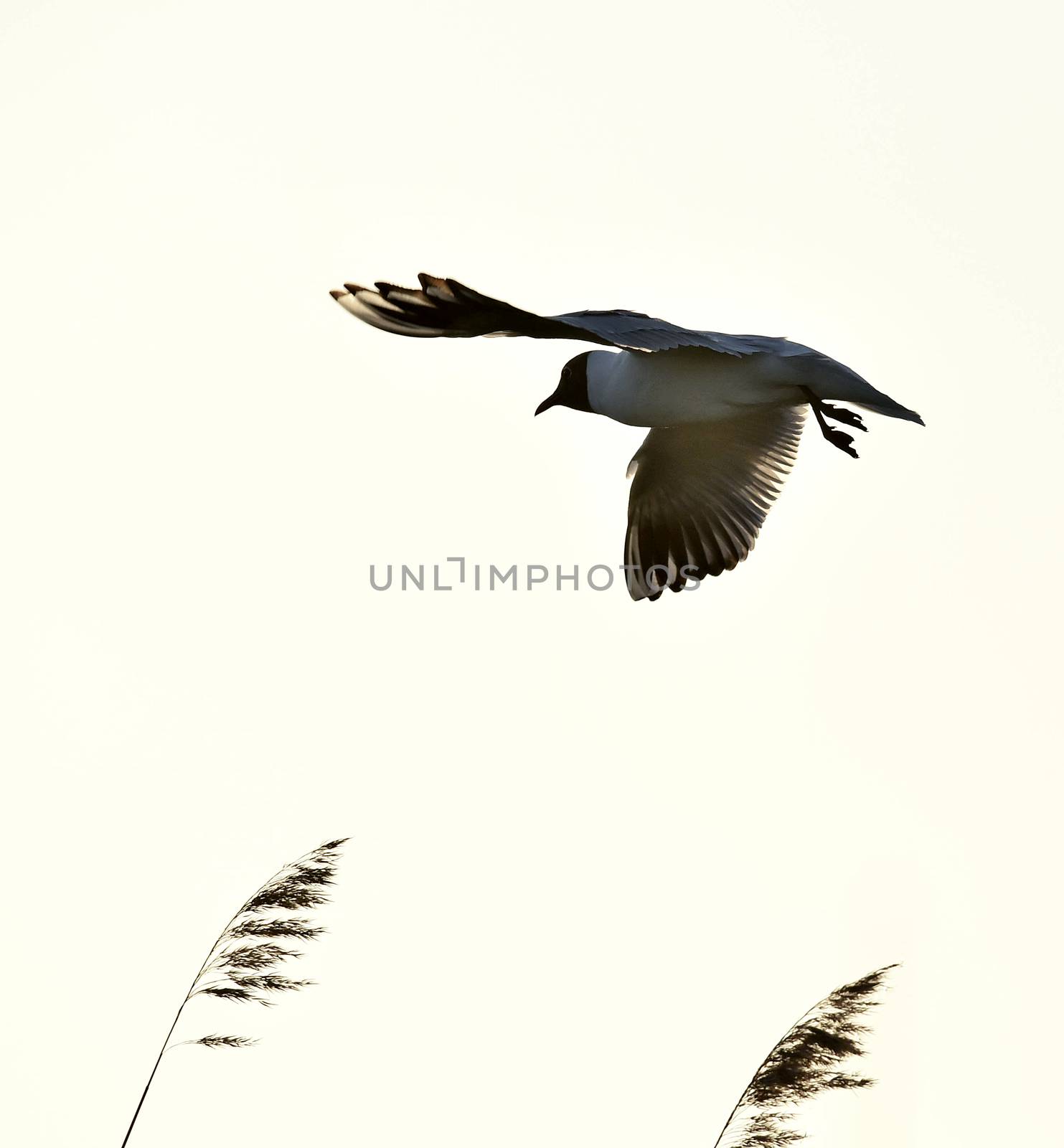 Adult black-headed gulls in flight, by SURZ