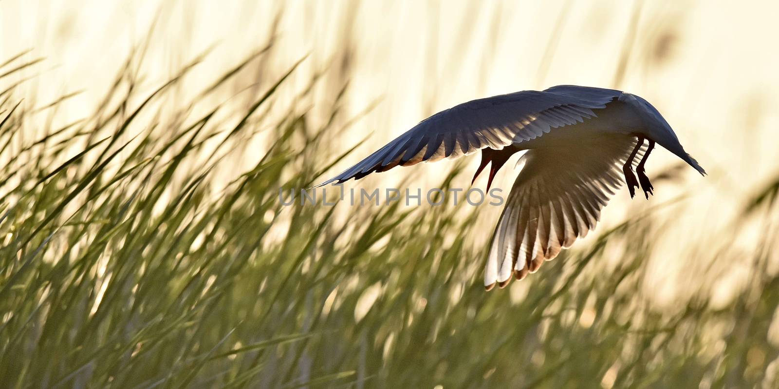 Silhouette of in Flight at sunset. A flying black headed gull. Backlight. gulls flying against yellow sunset background . Black-headed Gull (Larus ridibundus)