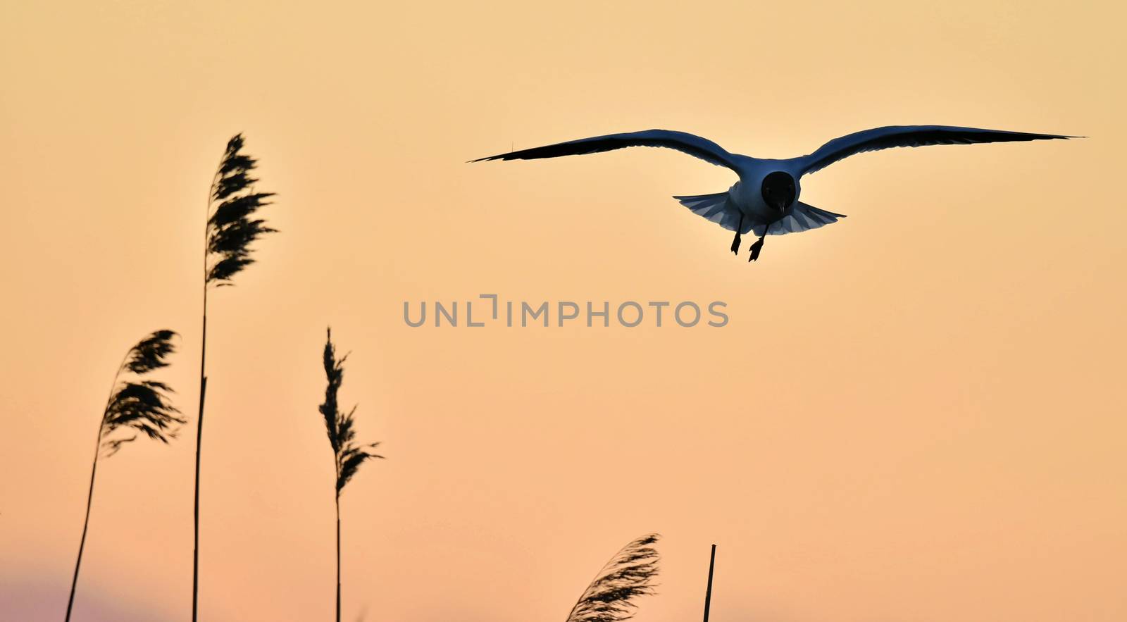 Black-headed Gull (Larus ridibundus) on sunset background by SURZ