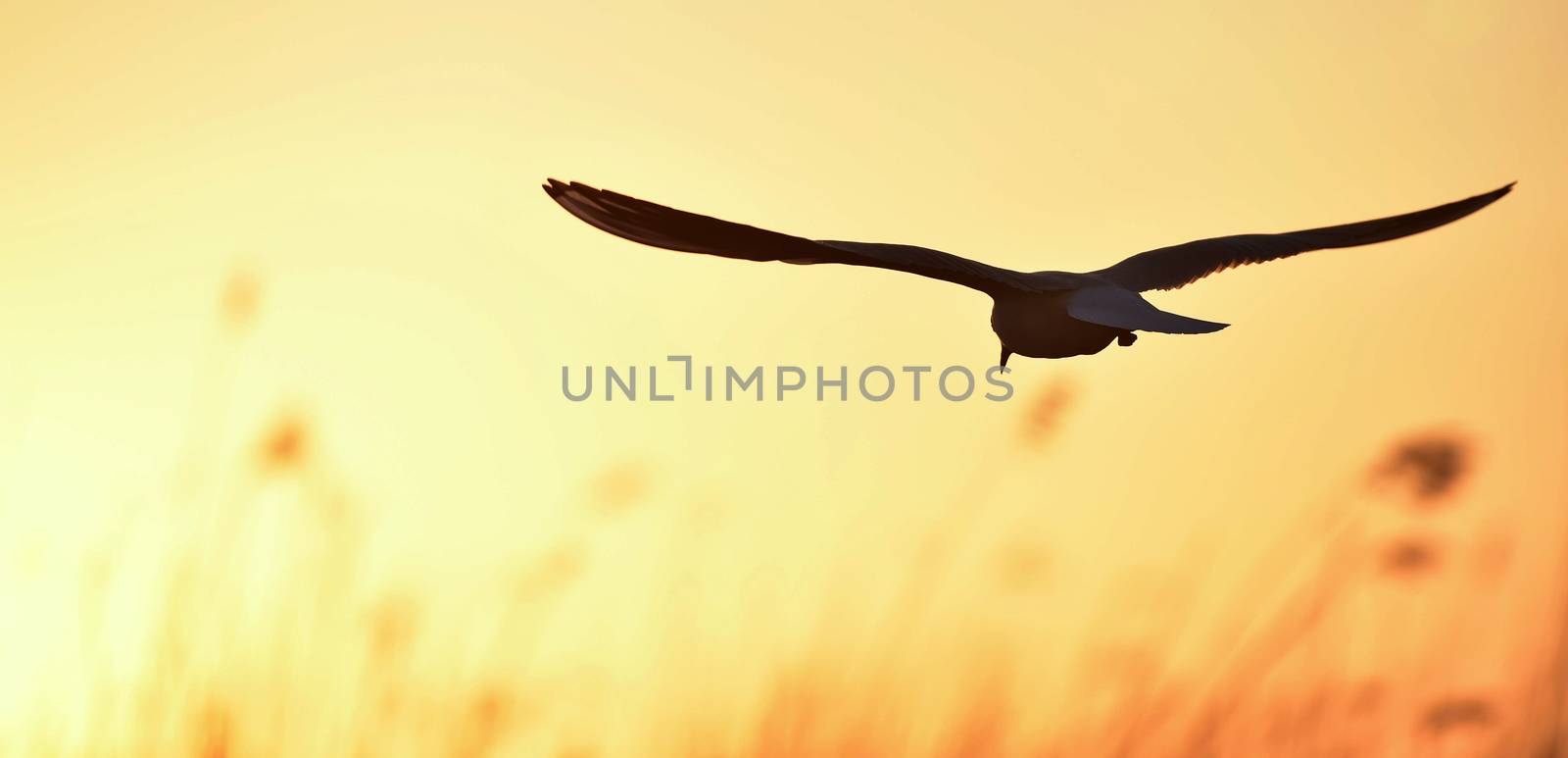 Silhouette of in Flight at sunset. A flying black headed gull. Backlight. gulls flying against yellow sunset background . Black-headed Gull (Larus ridibundus)