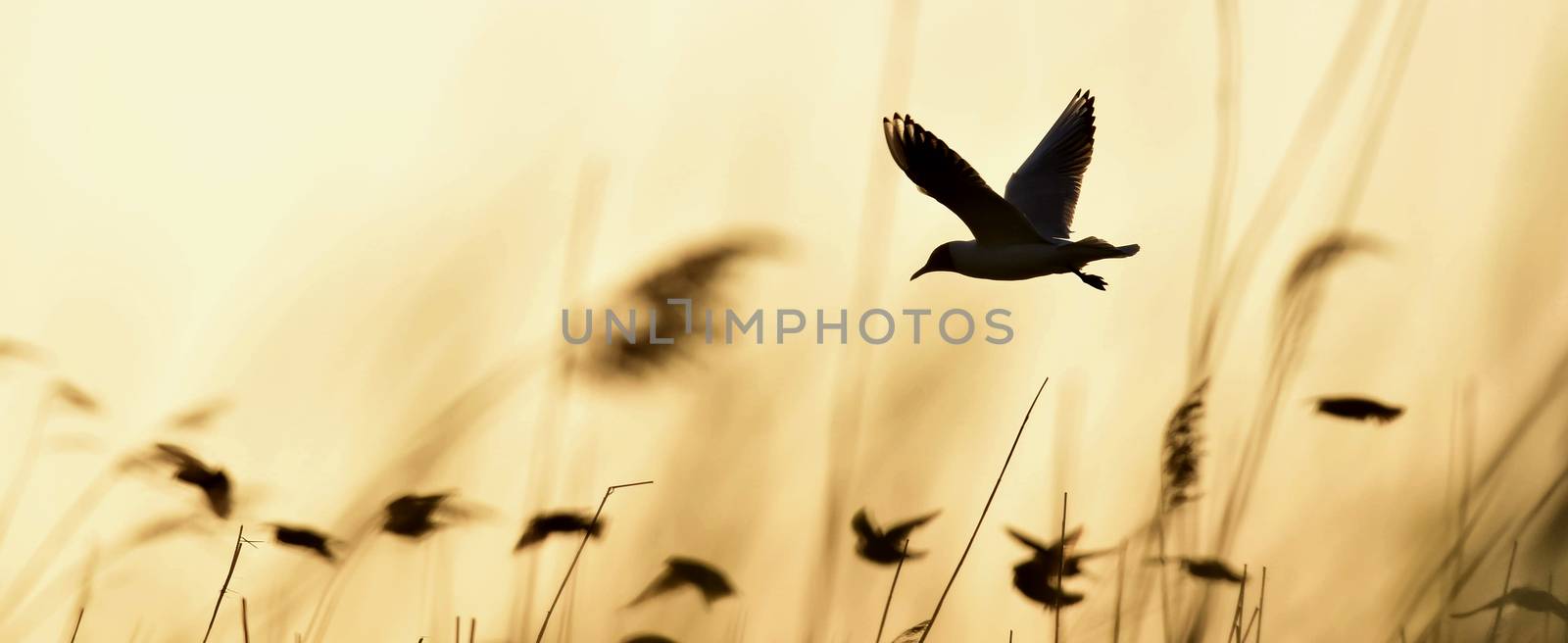 Black-headed Gull (Larus ridibundus) on sunset background by SURZ