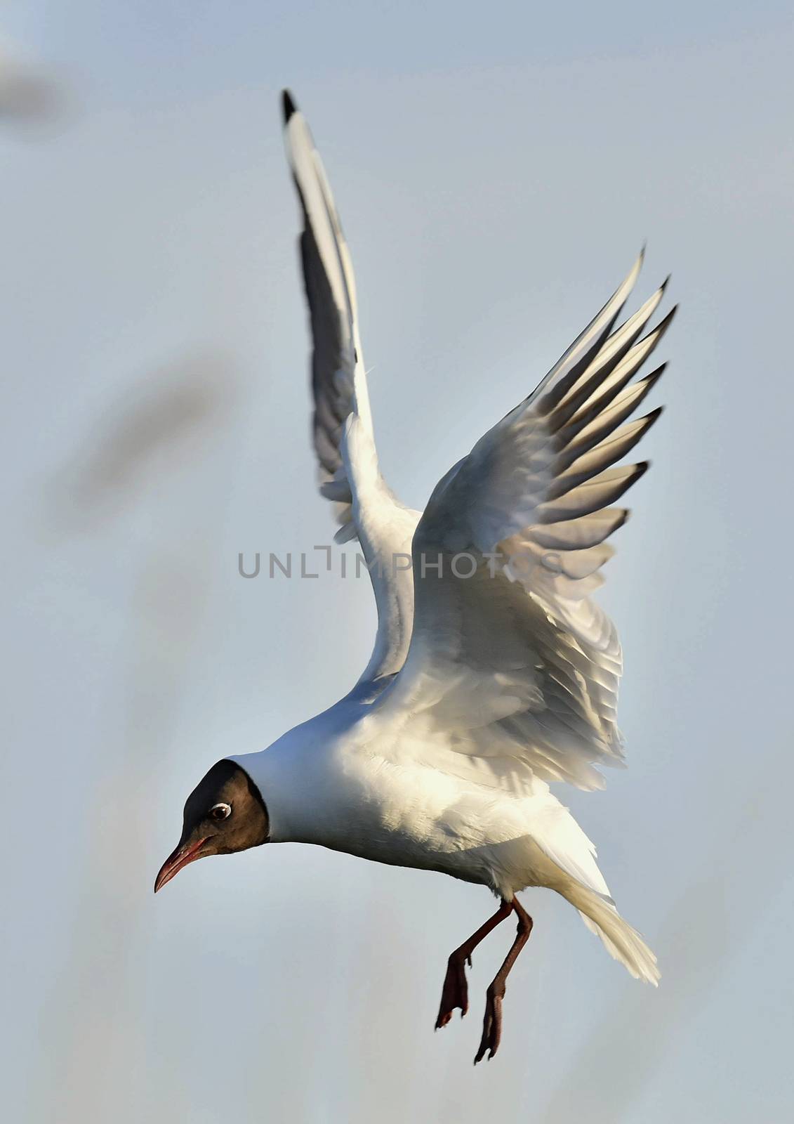 Black-headed Gull (Larus ridibundus) in flight on the sky background