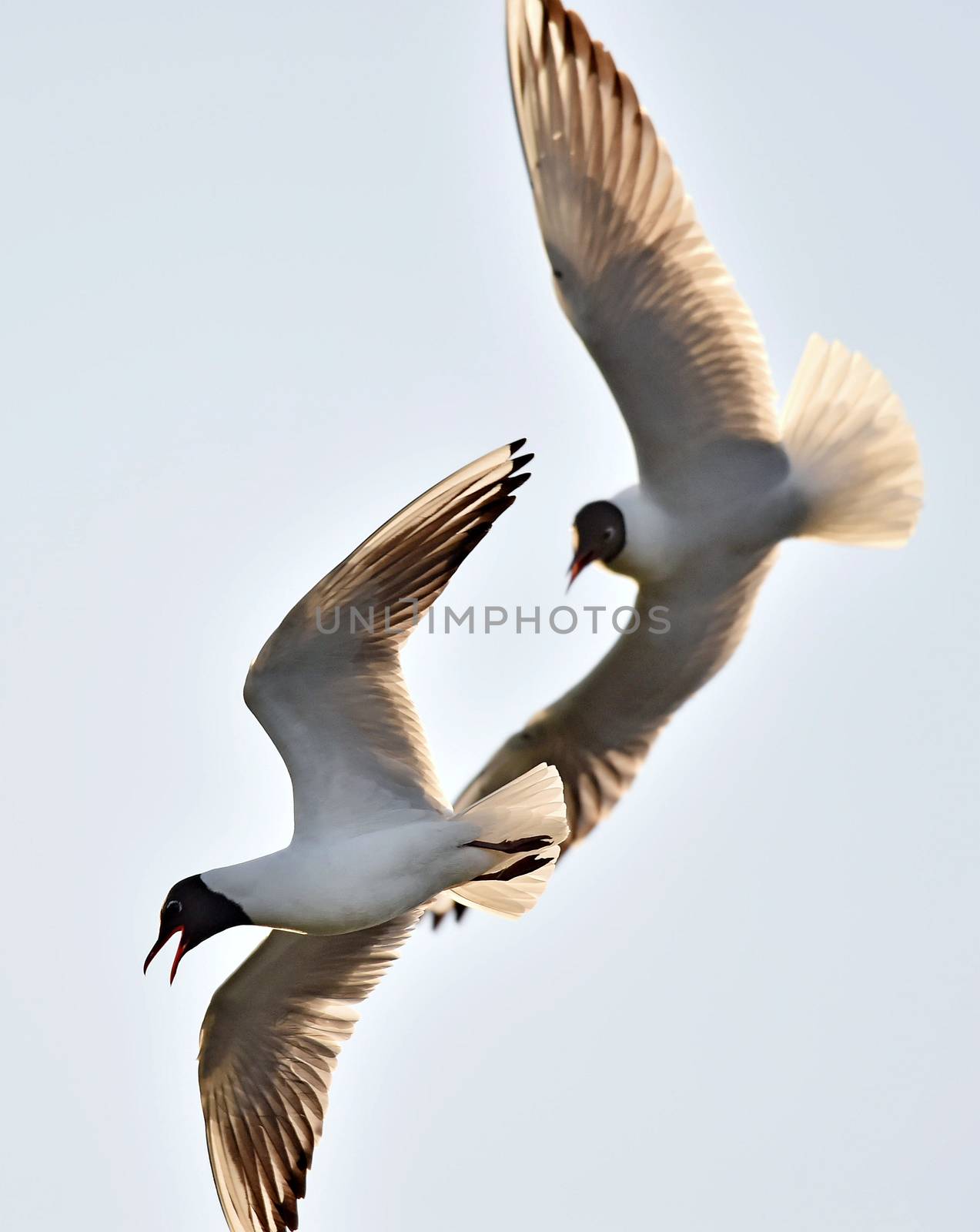 Black-headed Gull (Larus ridibundus) in flght on the sky background