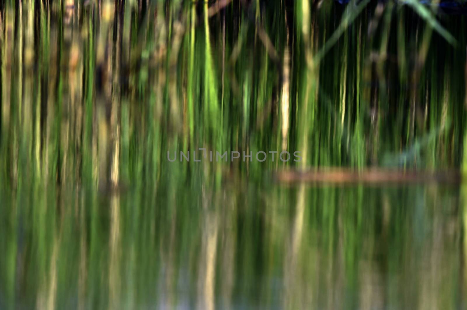 Green plant reflection in the water background. Abstract green Natural background.