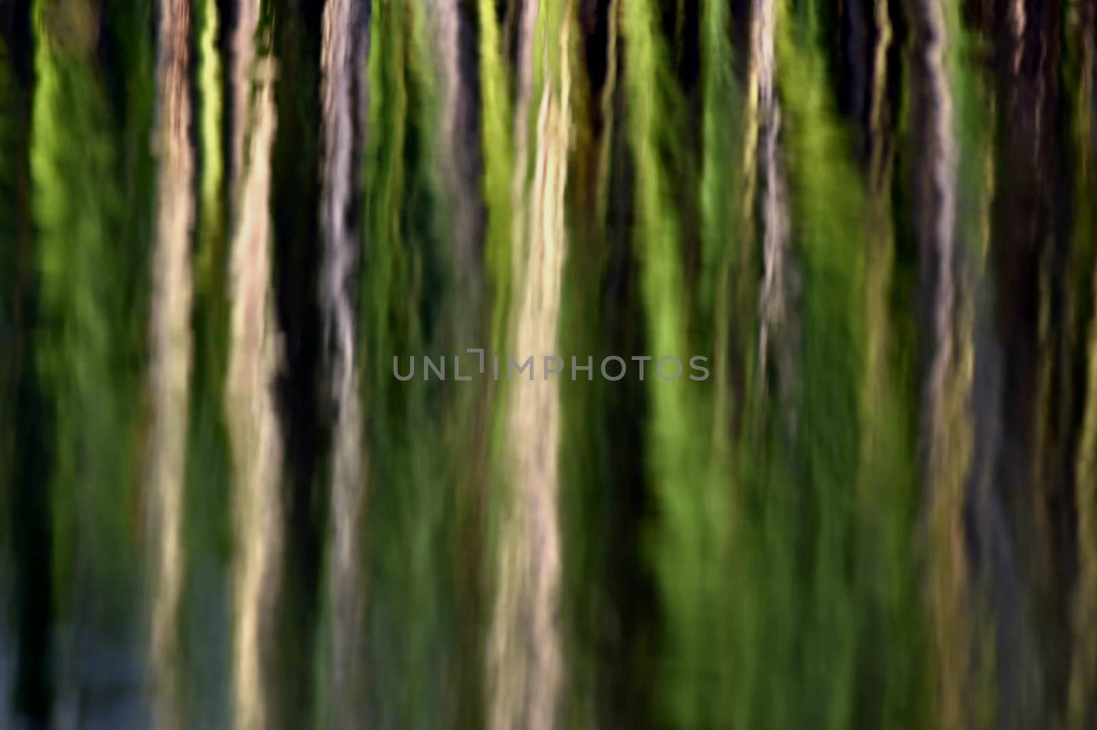 Green plant reflection in the water background. Abstract green Natural background.