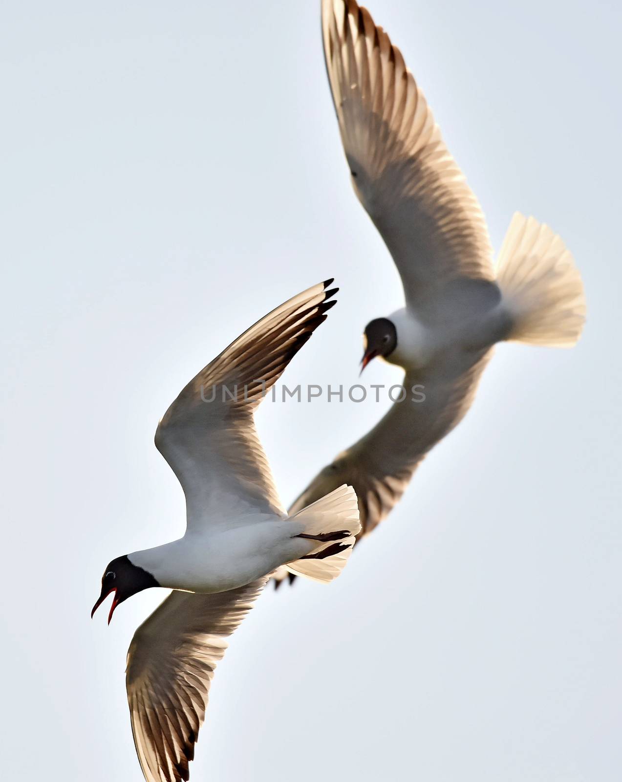Adult black-headed gulls in fight, by SURZ