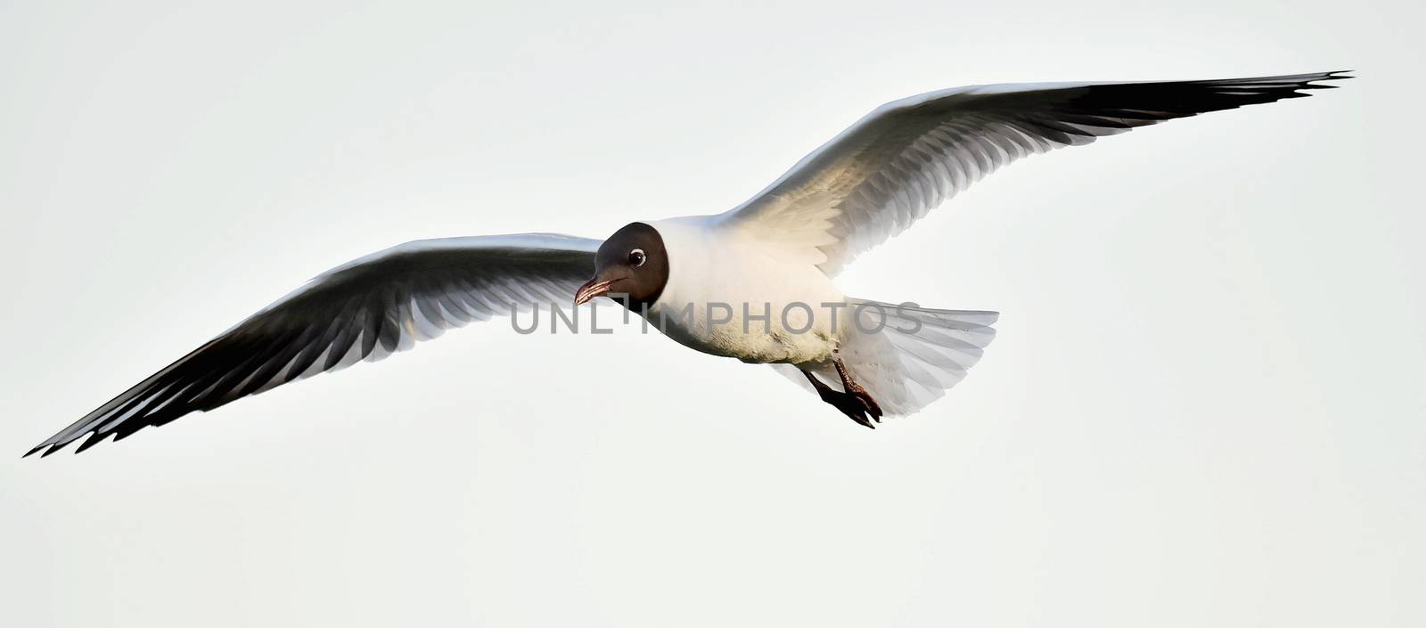 Black-headed Gull (Larus ridibundus) in flight on the sky background