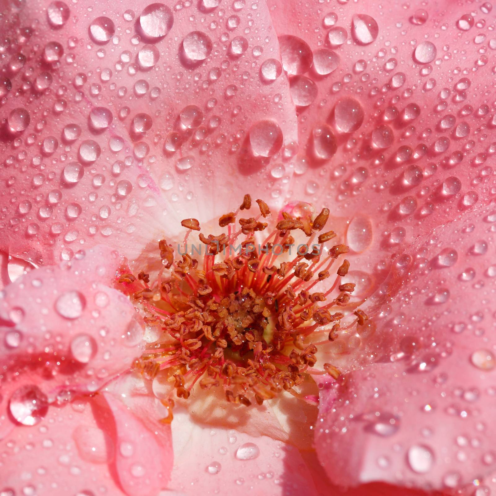 Beautiful pink flower-rose with wet petals