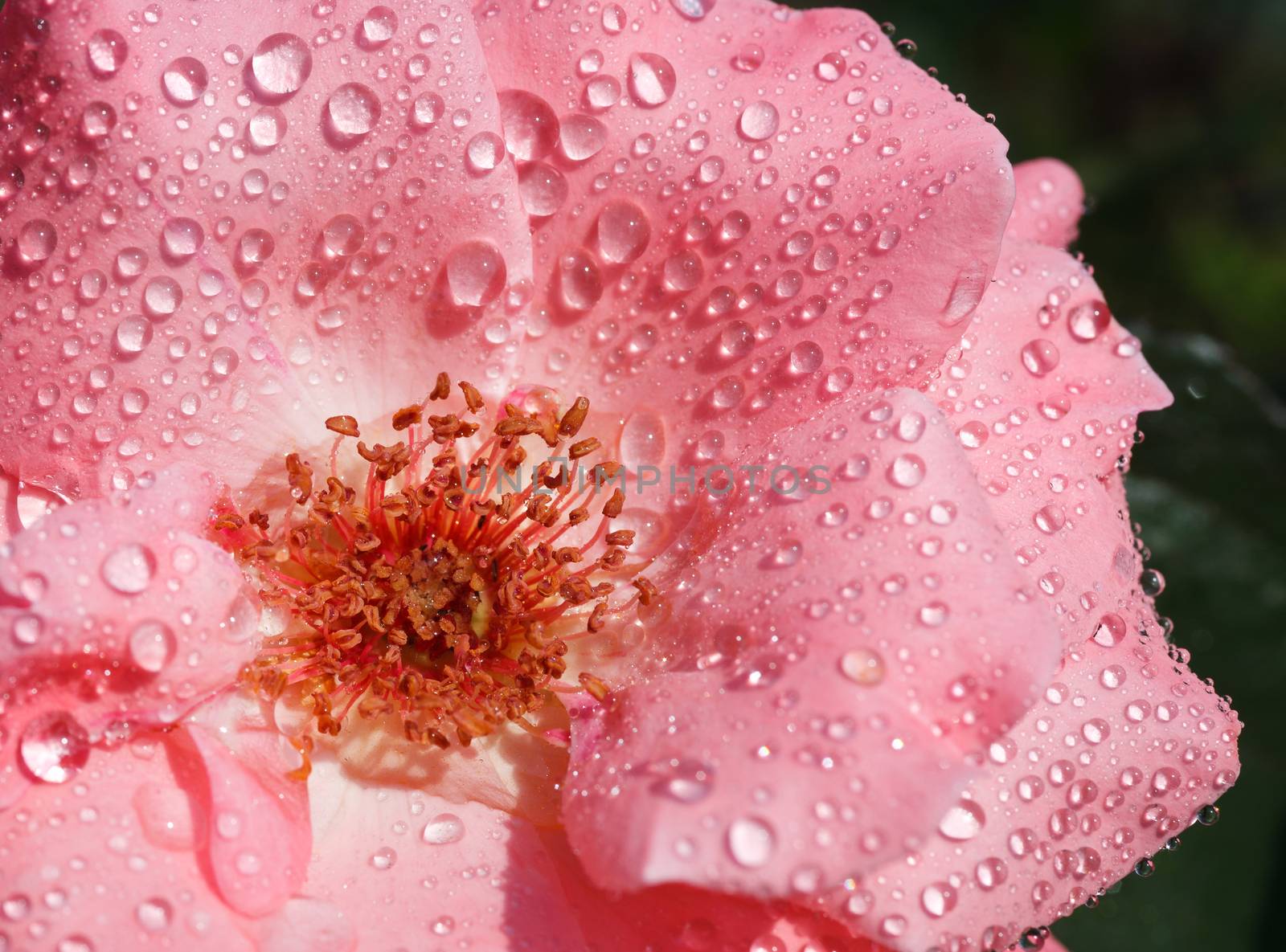 Beautiful flower-rose with wet petals by serkucher