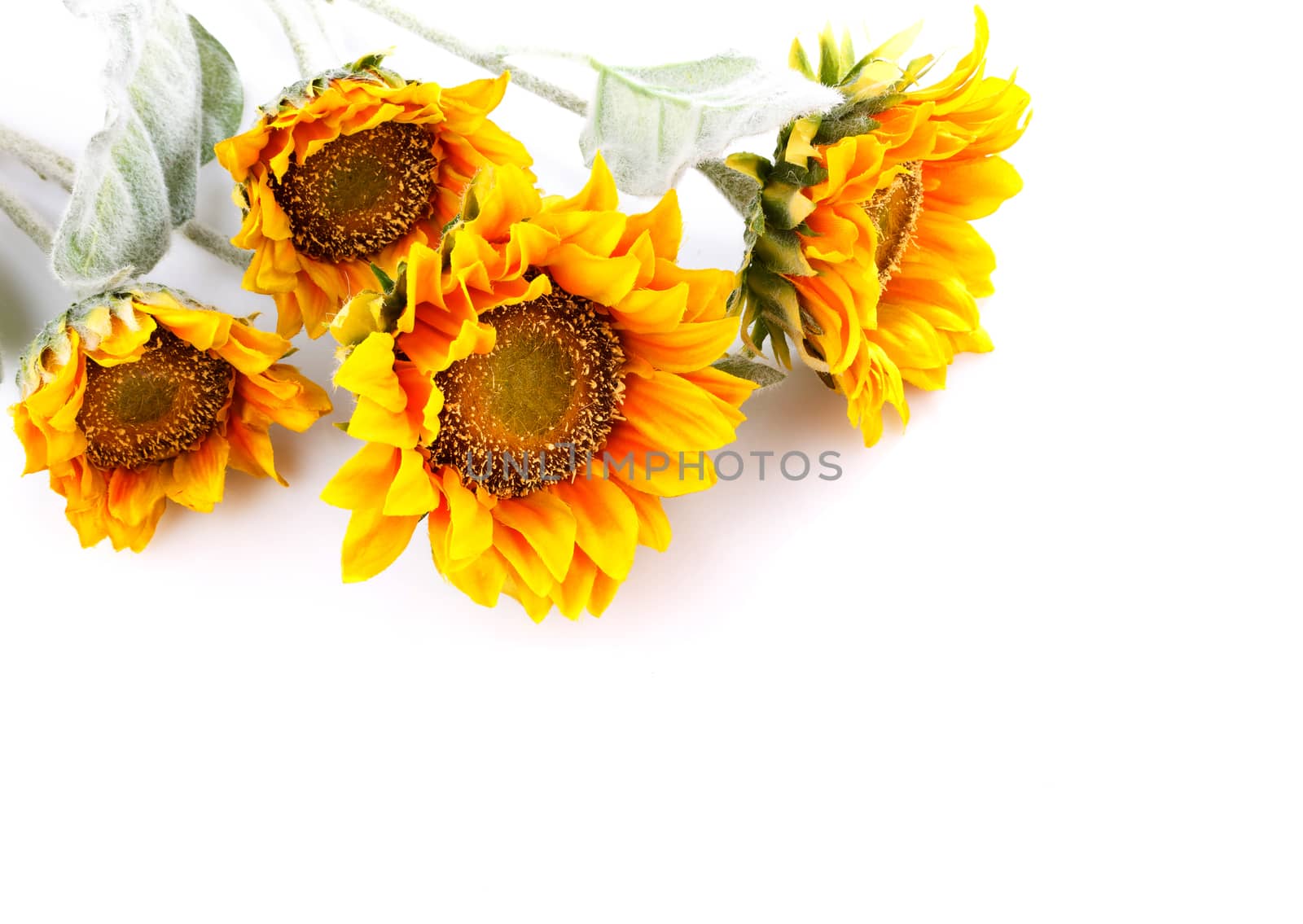 artificial sunflowers isolated  on  white