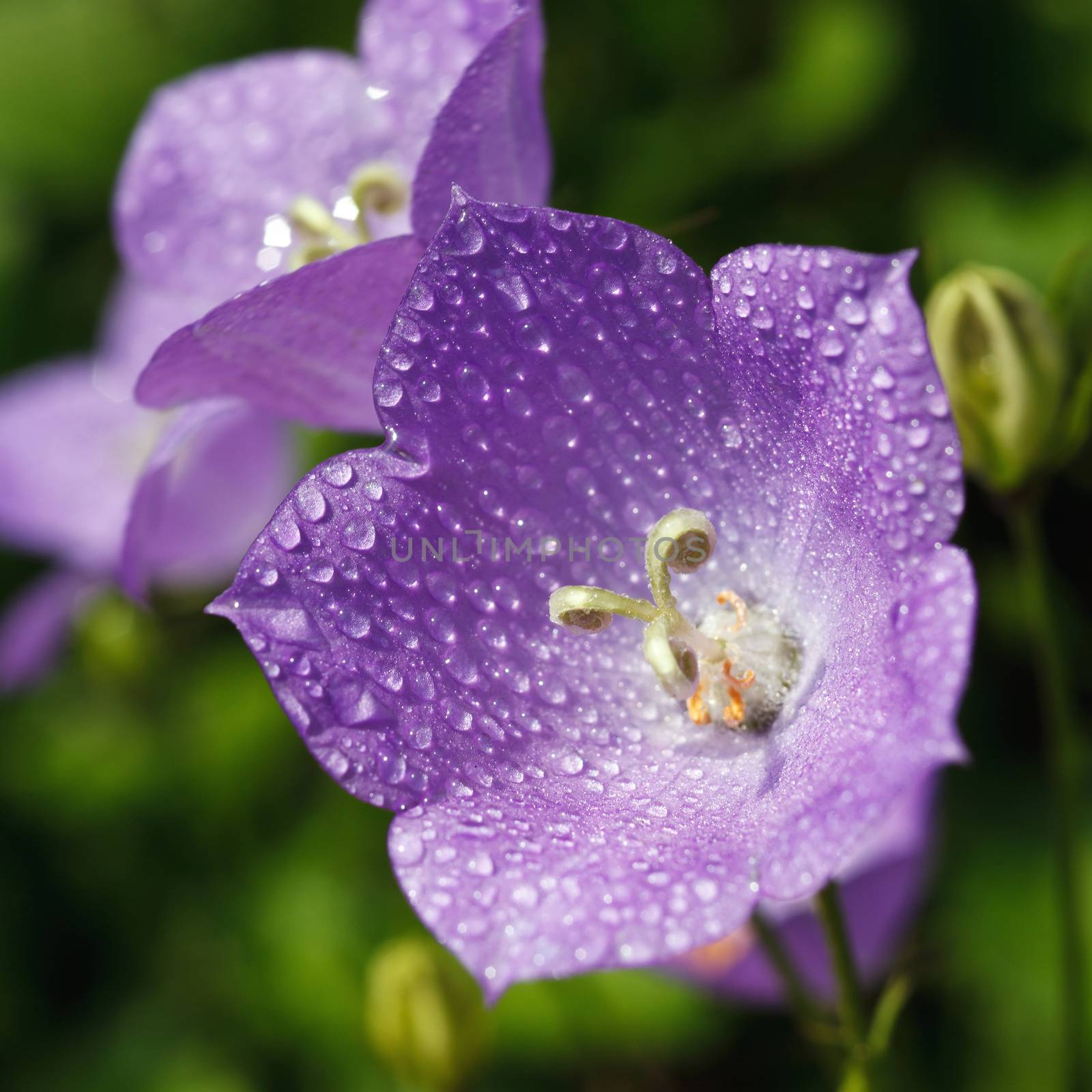 ��luebell with drops of dew