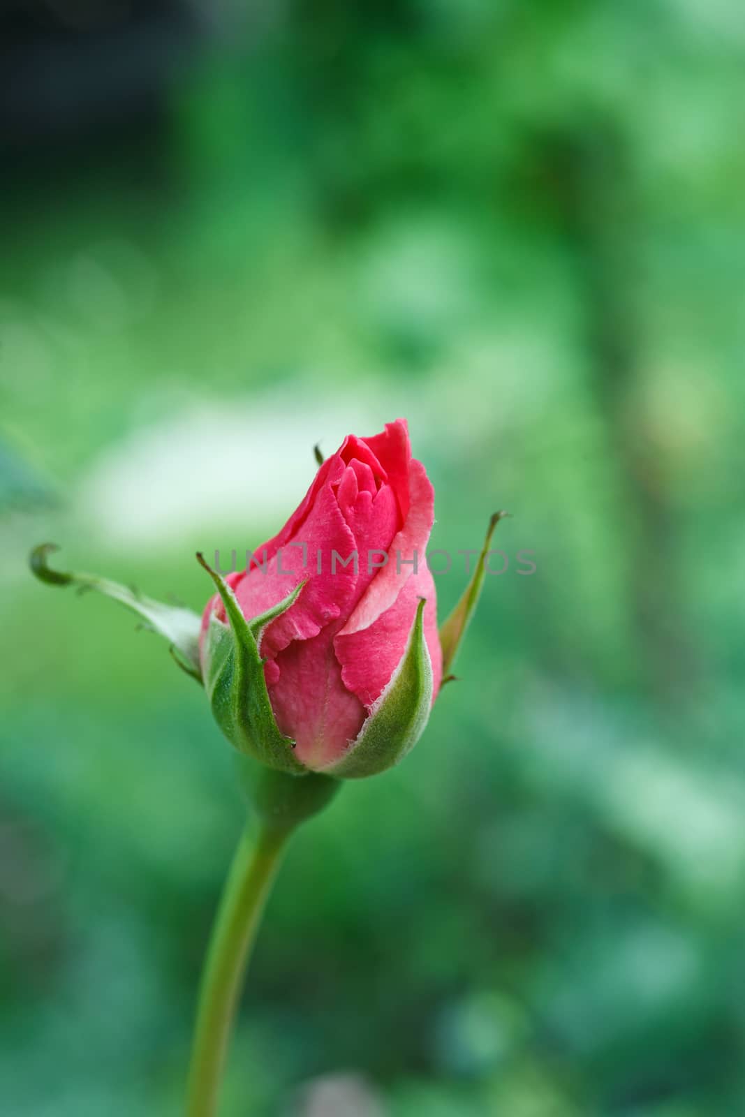 Single Pink Rose by serkucher