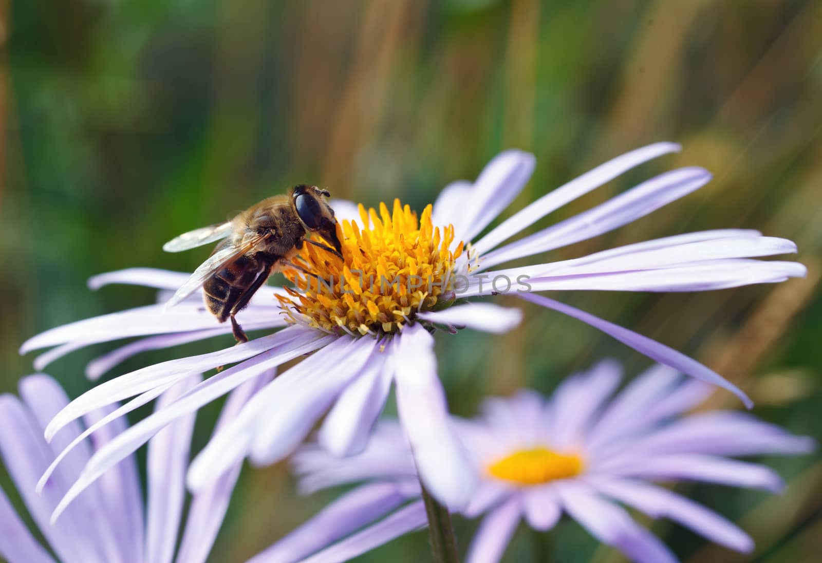 Bee on a daisy flower by serkucher