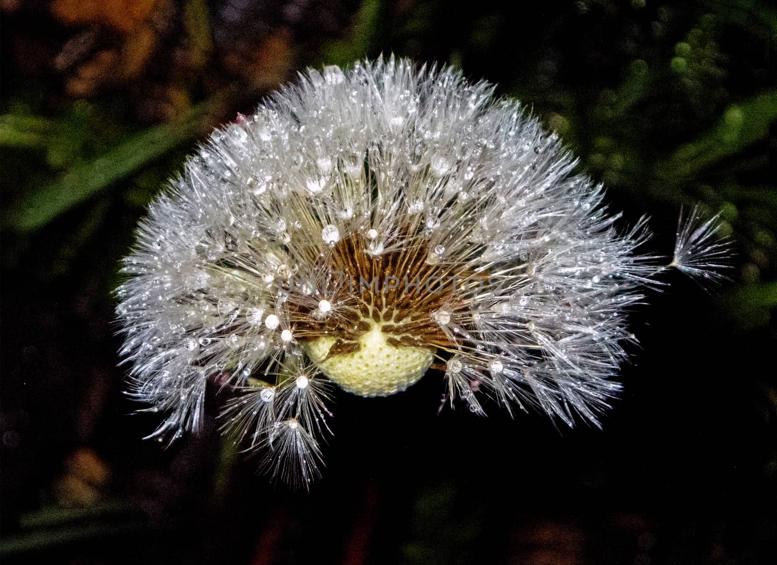 Dandelion bloomed out by thomas_males